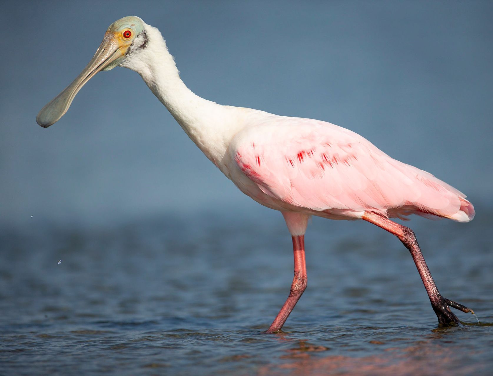 A pink and white bird with a long beak is walking in the water.