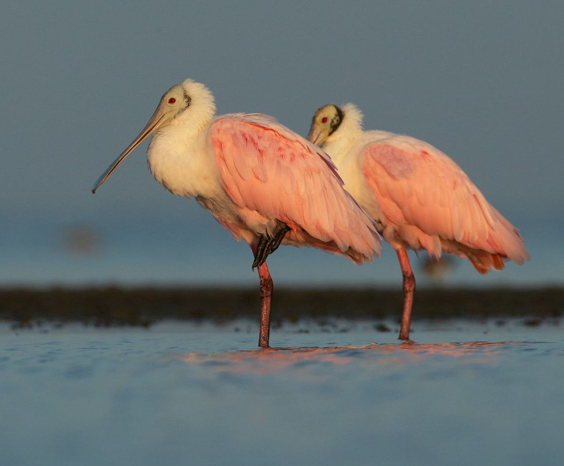 Two pink and white birds are standing in the water.