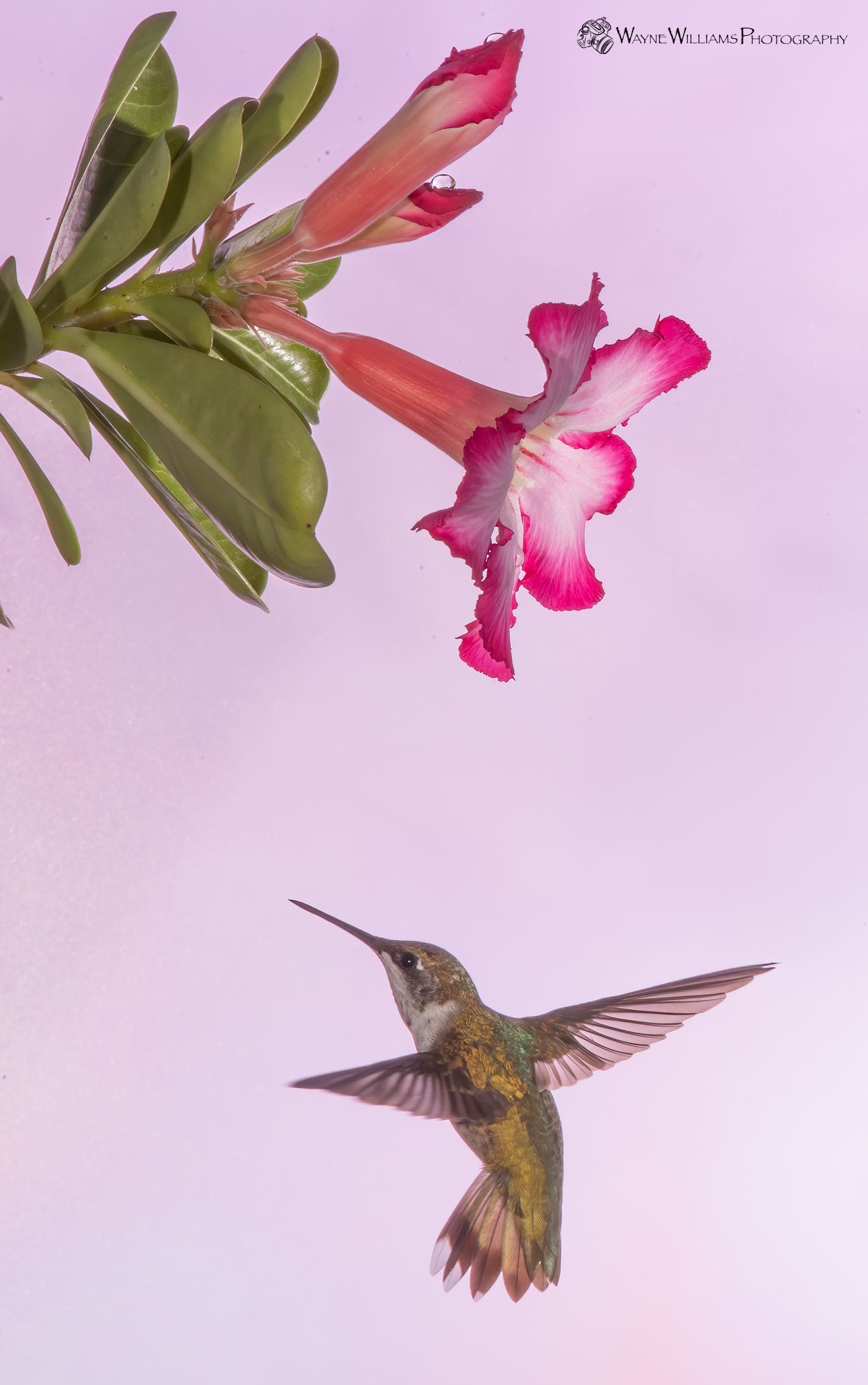 A hummingbird is flying near a pink flower