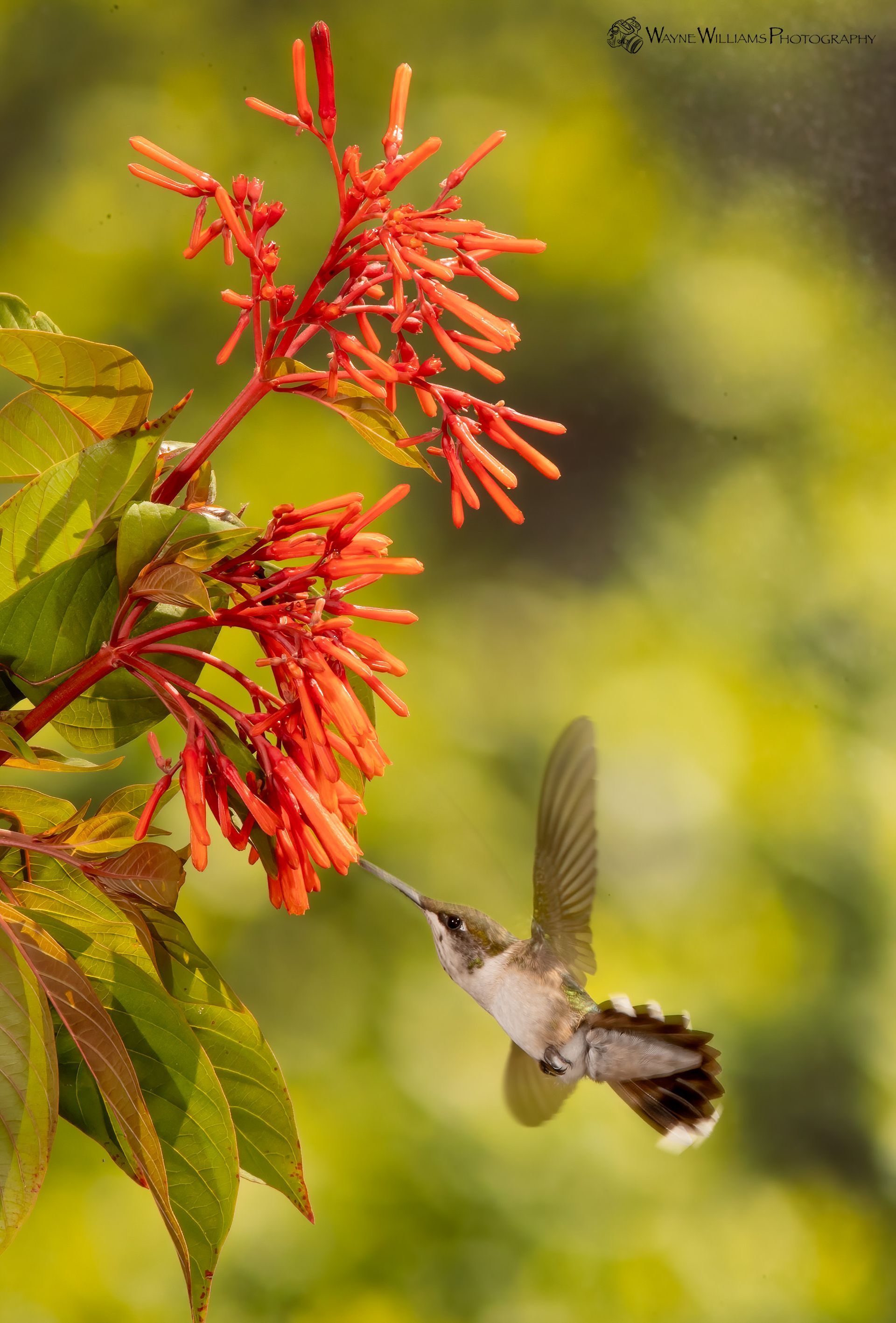A hummingbird is flying towards a red flower