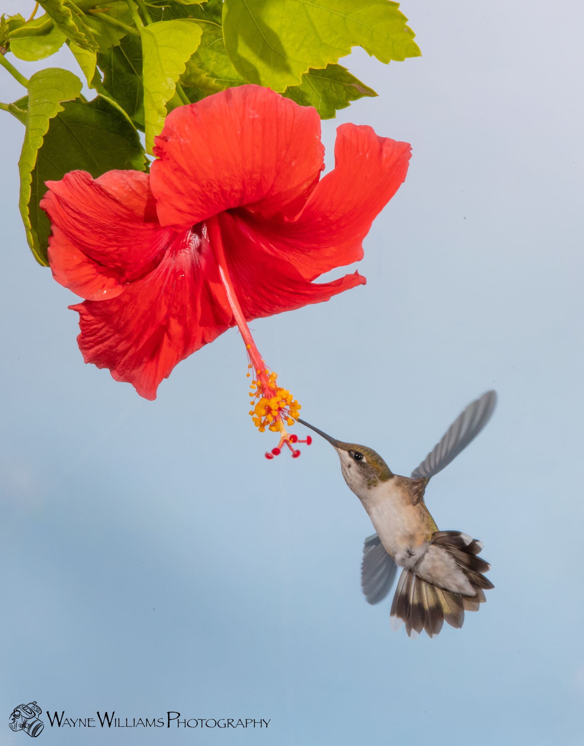 A hummingbird is feeding from a red hibiscus flower