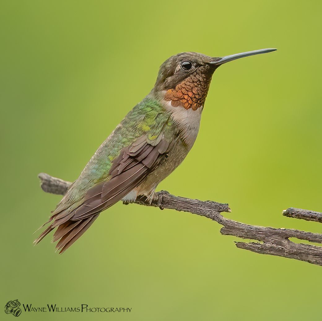 A hummingbird perched on a branch with a green background.