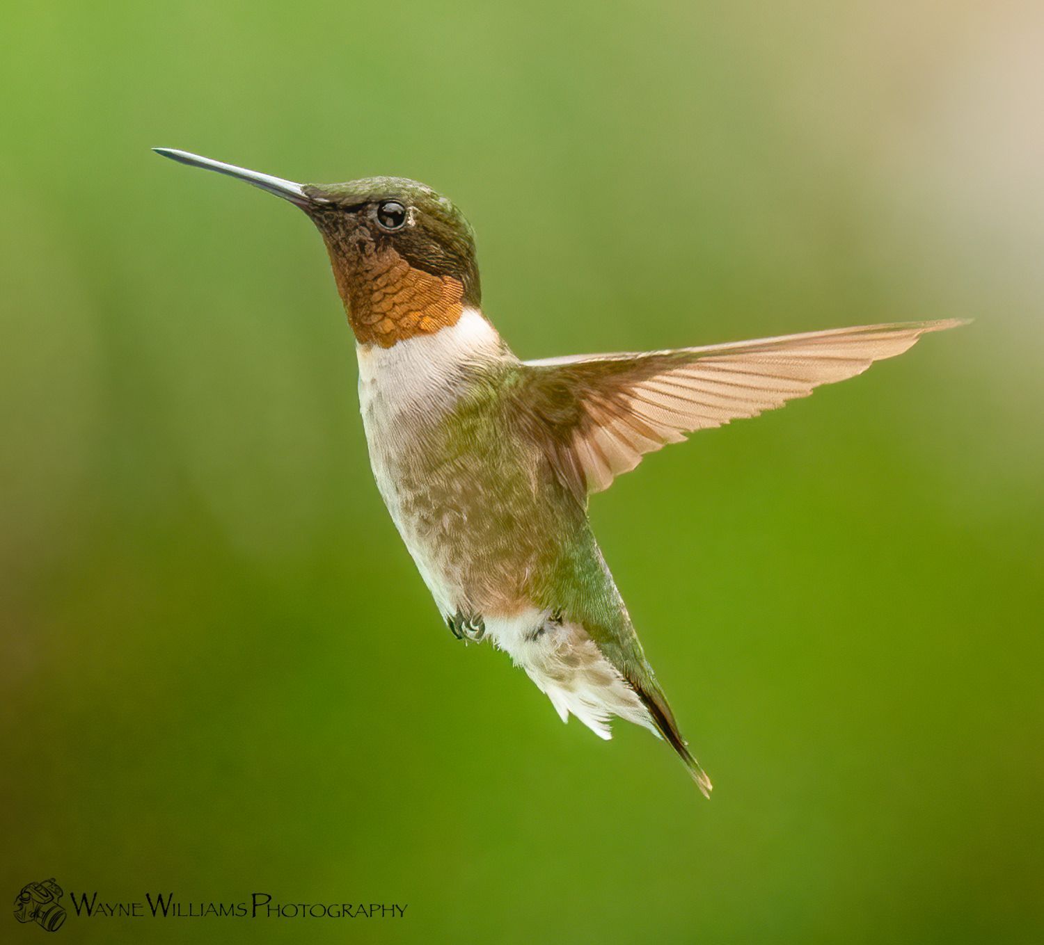A hummingbird is flying in the air with its wings spread.