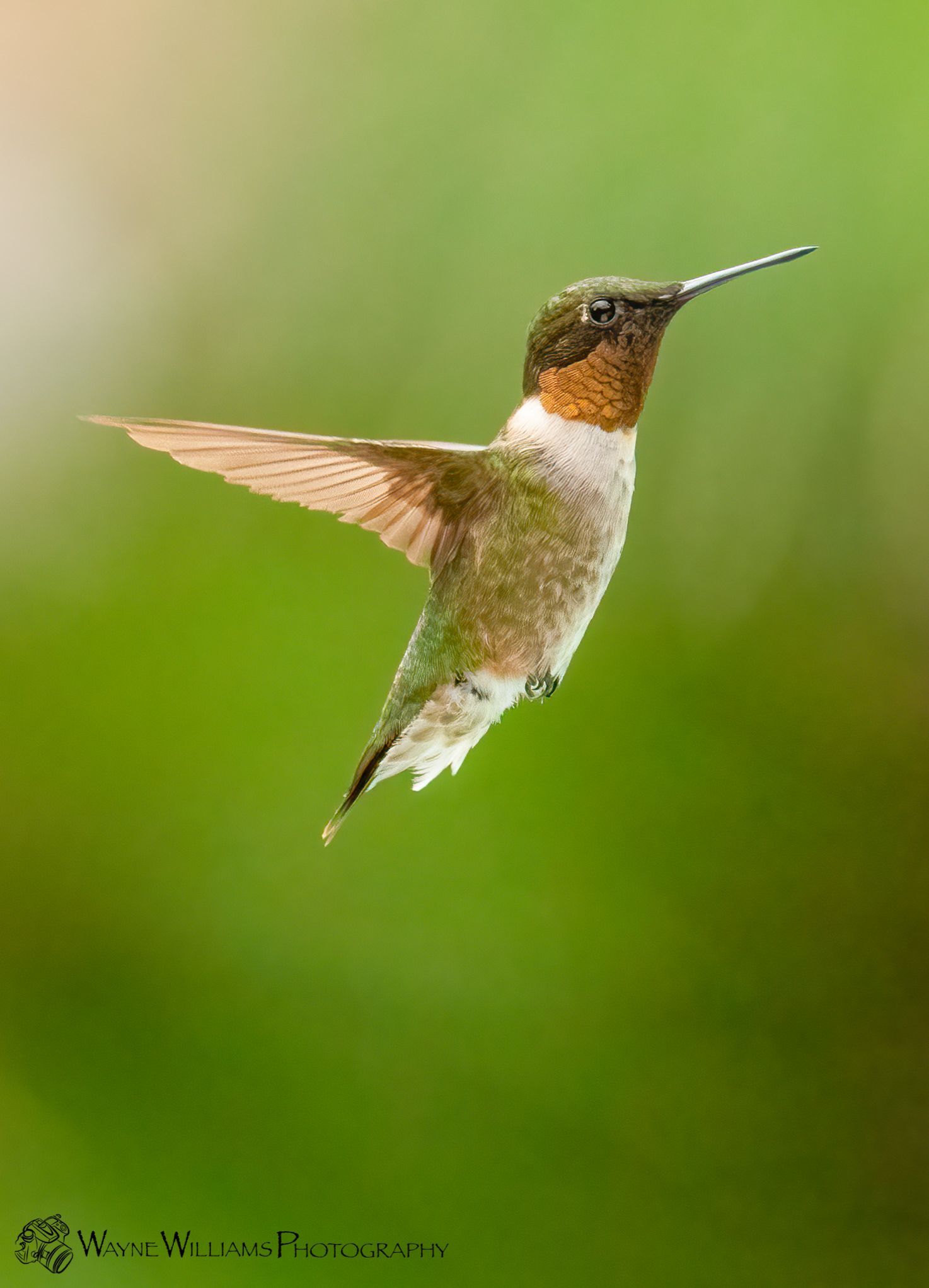 A hummingbird is flying in the air with its wings spread.