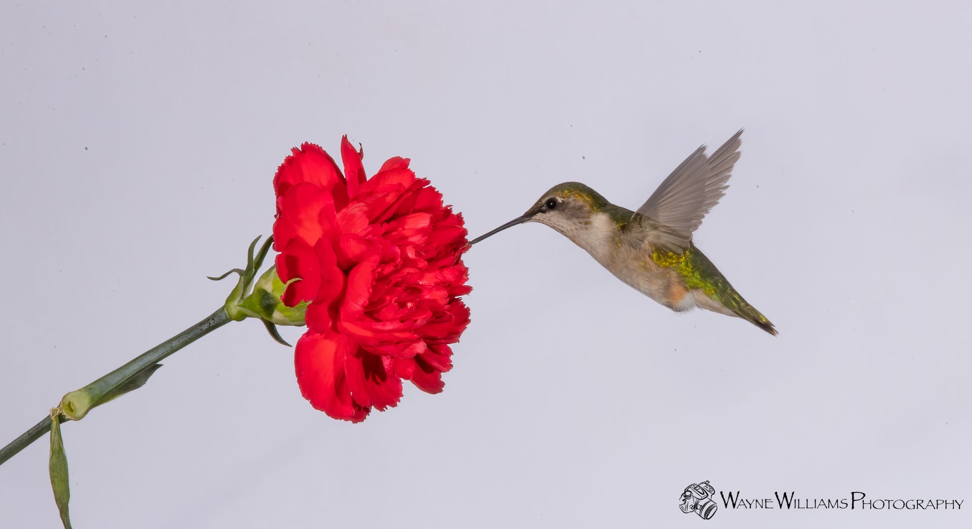 A hummingbird is eating a red carnation flower