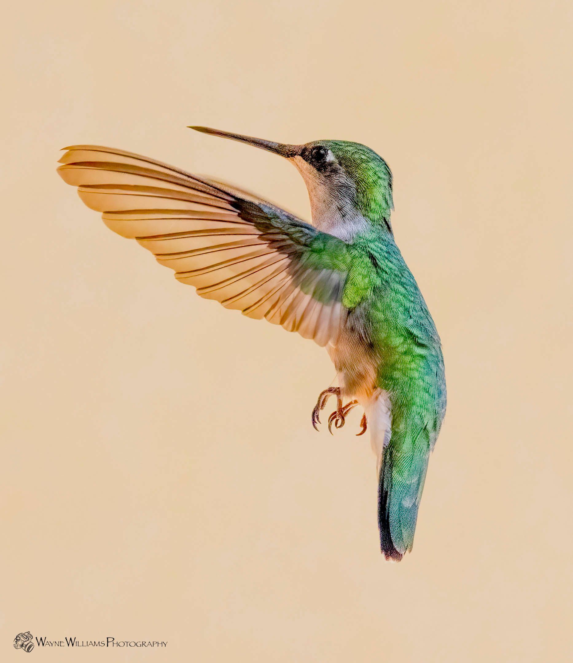 A hummingbird is flying in the air with its wings spread