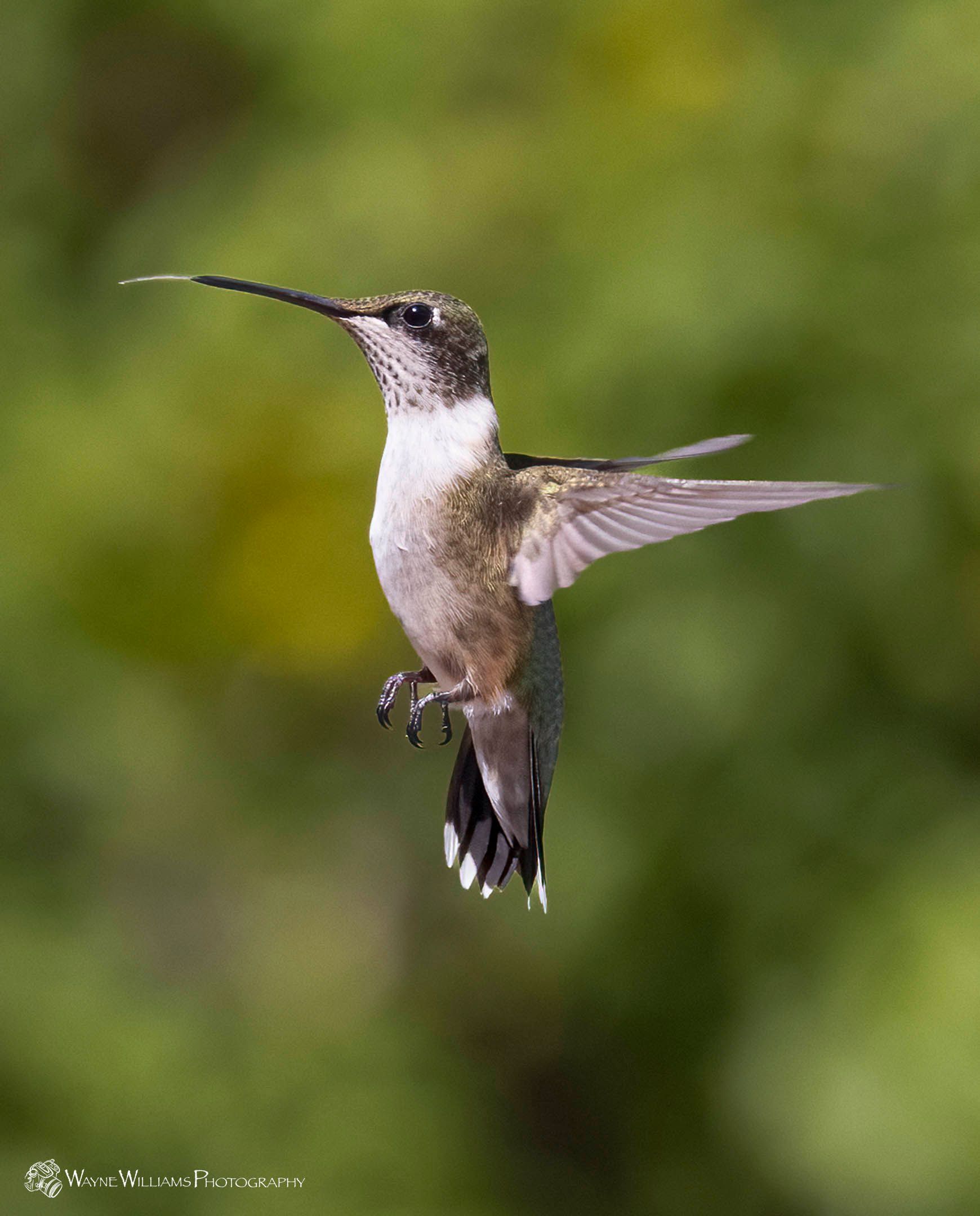A hummingbird is flying in the air with a green background.