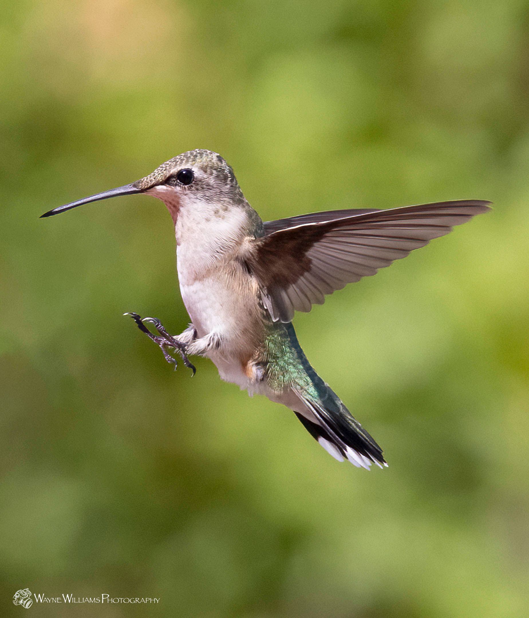 A hummingbird is flying in the air with a green background
