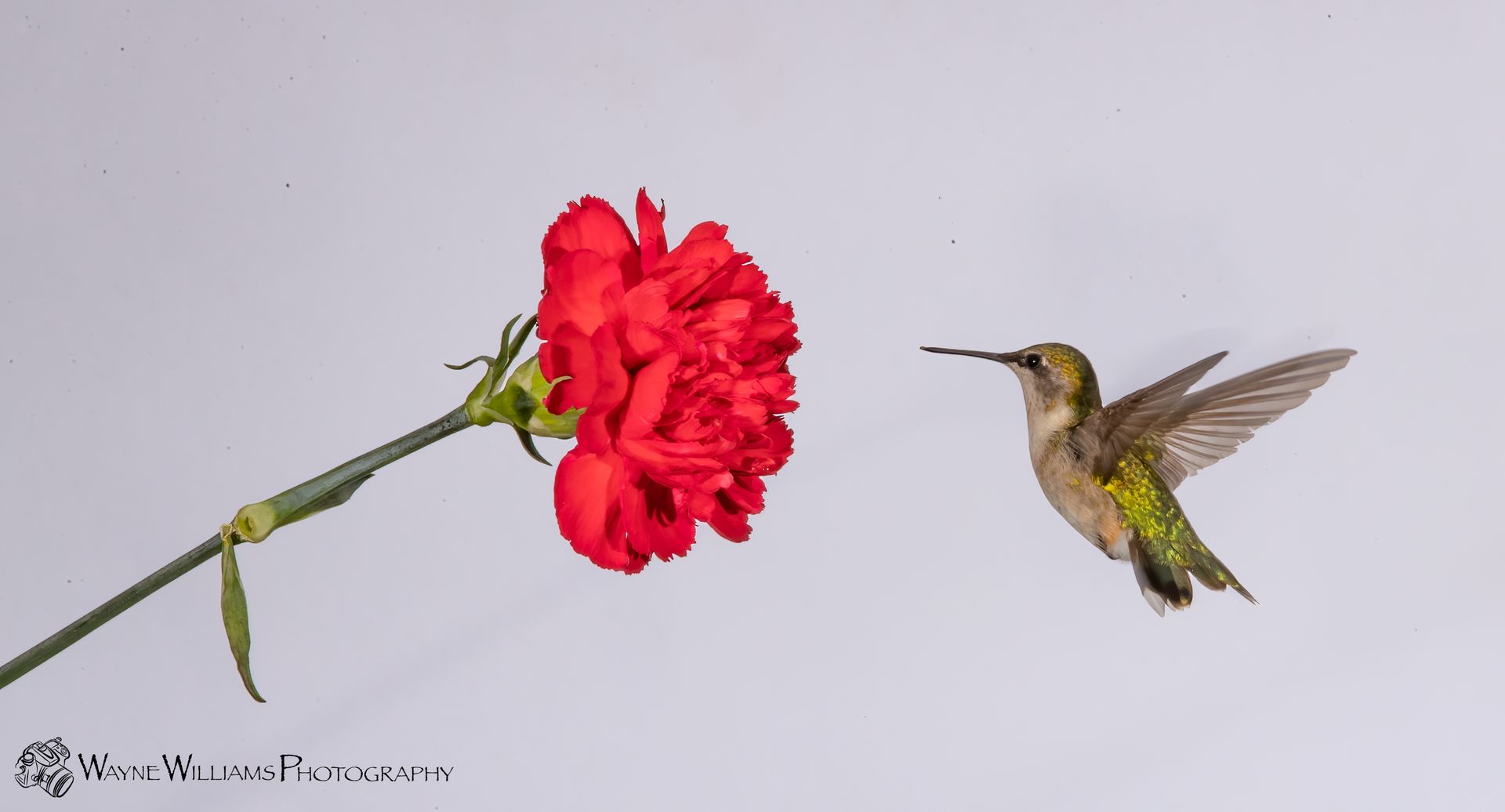 A hummingbird is flying next to a red flower