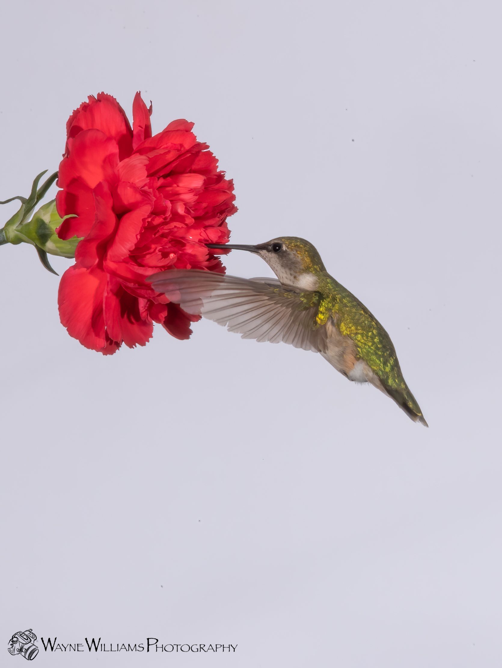 A hummingbird with a red flower in its beak