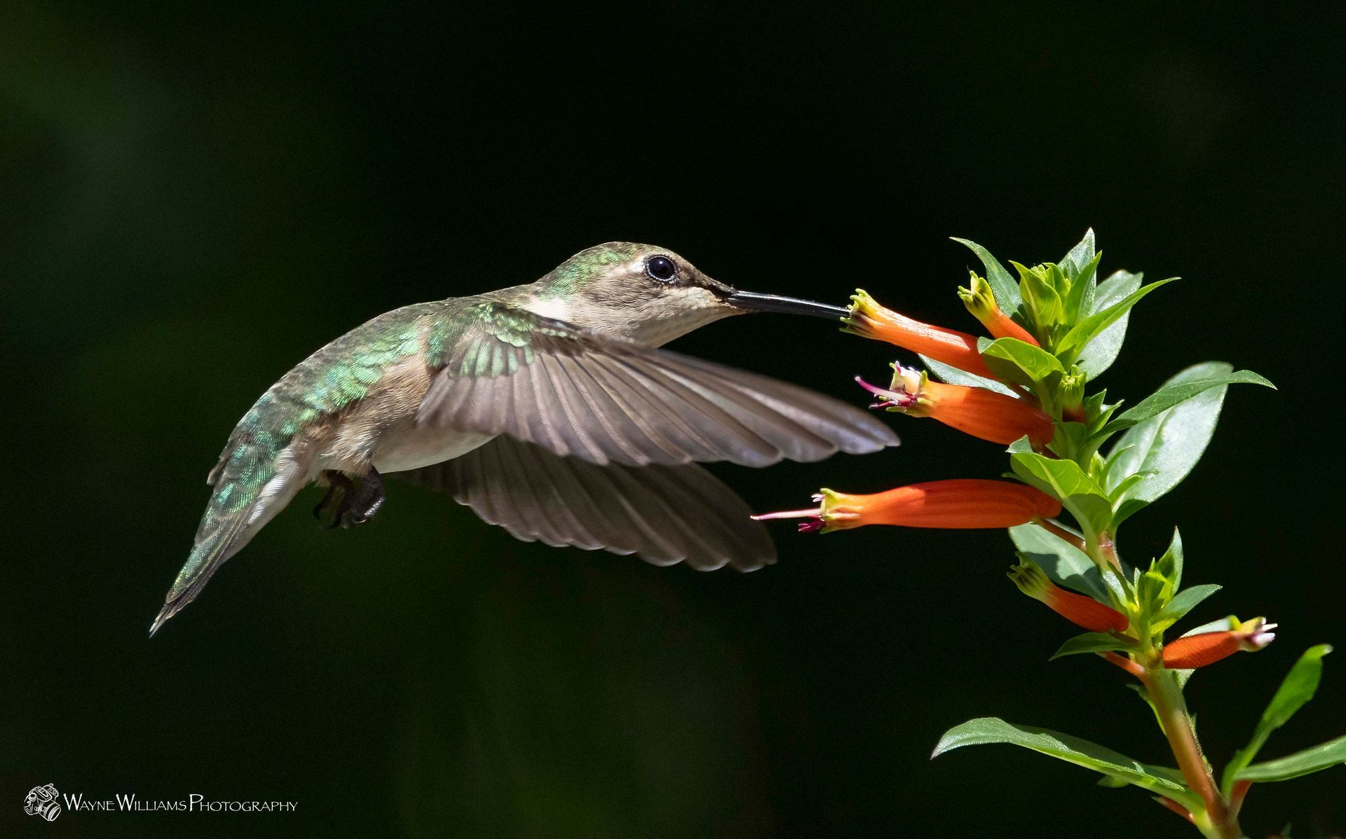 A hummingbird is flying near a flower with a long beak.