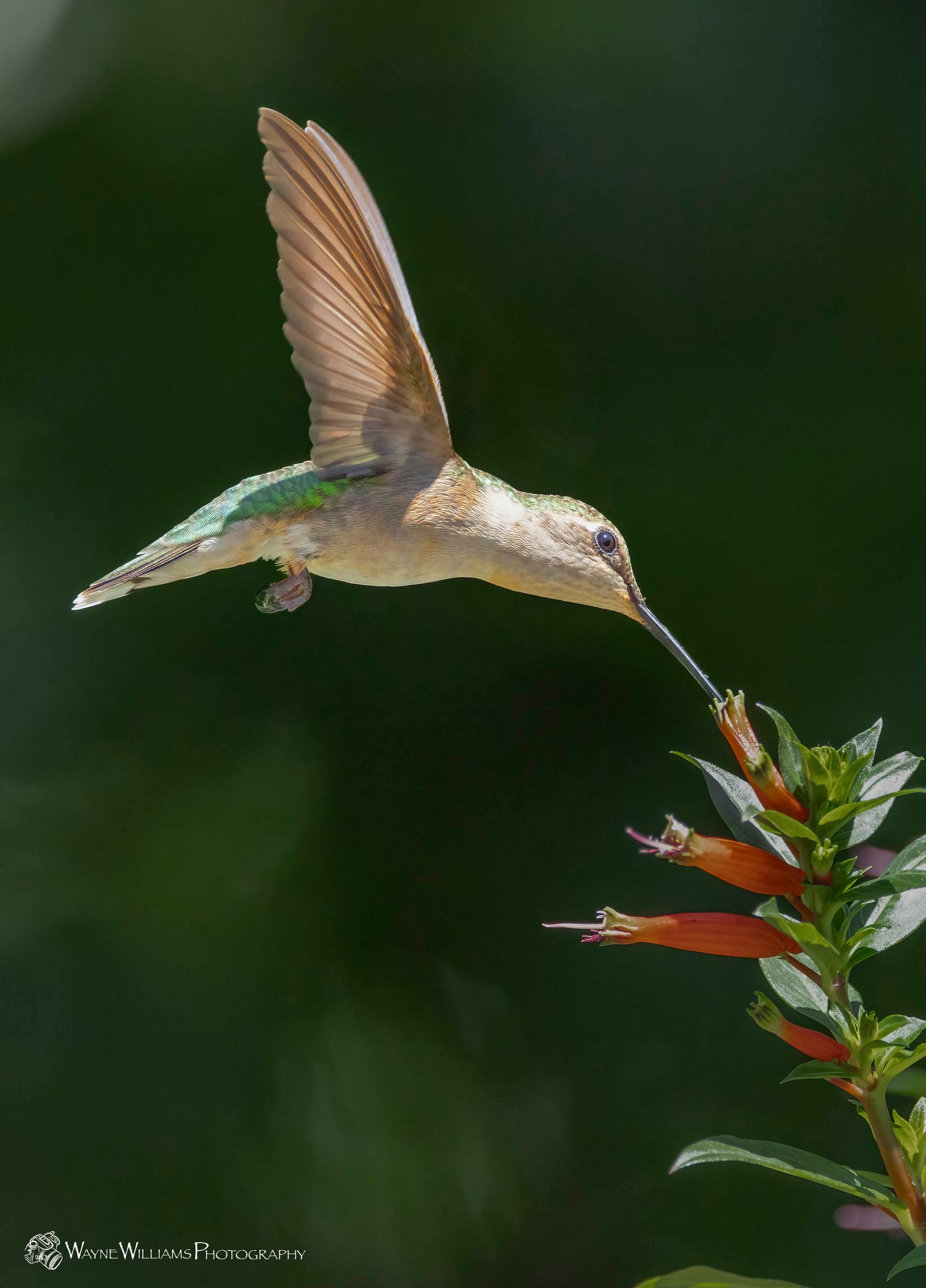 A hummingbird with a long beak is flying over a flower