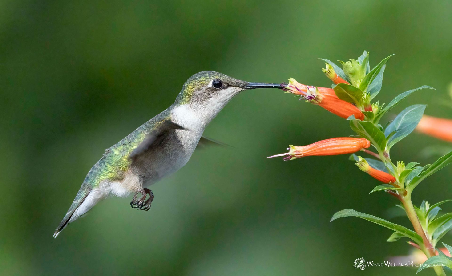 A hummingbird is drinking nectar from a flower.