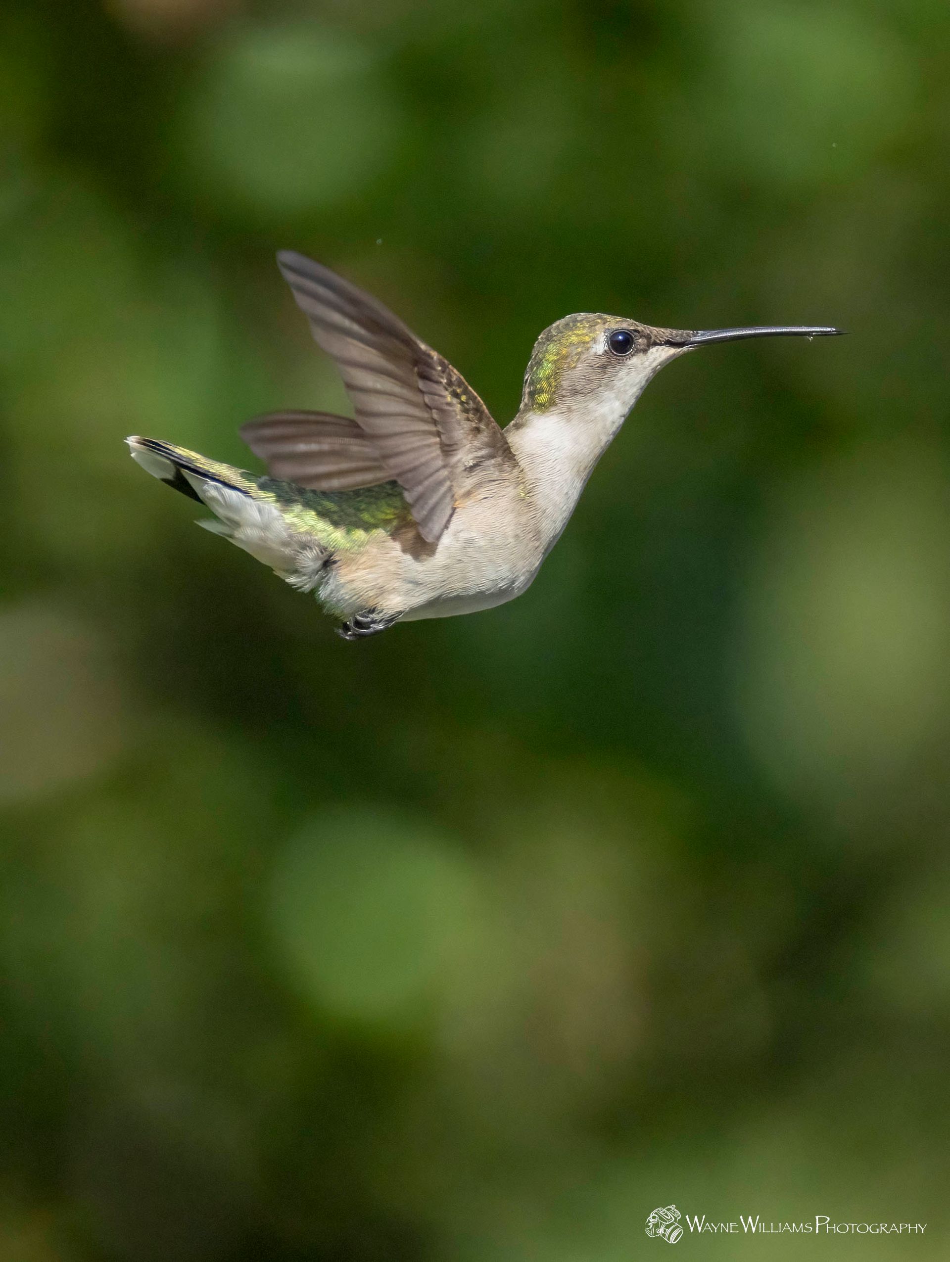 A hummingbird is flying in the air with a green background.