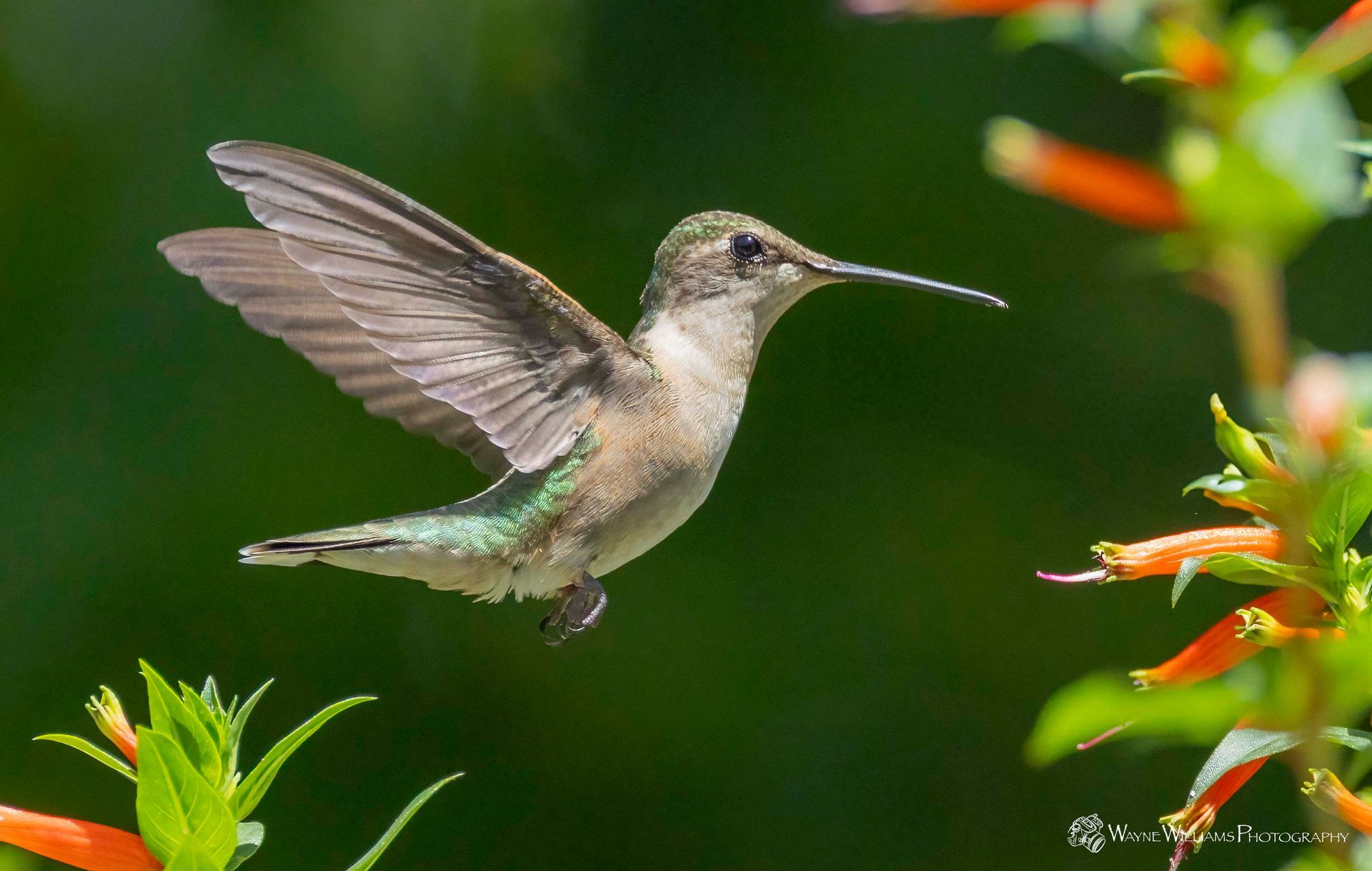 A hummingbird with a long beak is flying near some flowers
