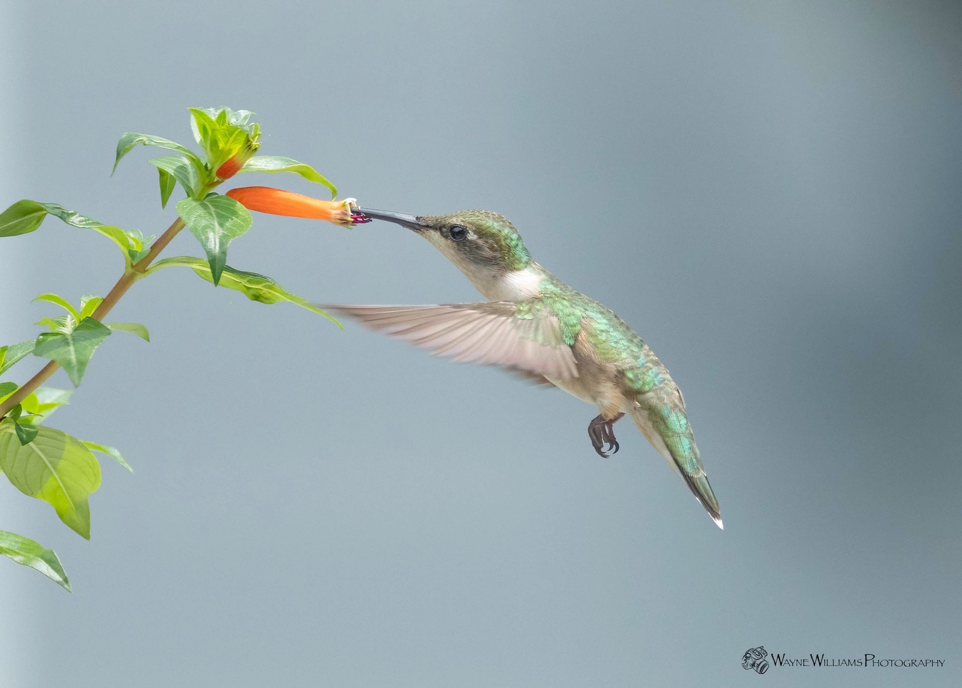 A hummingbird is flying towards a flower with a flower in its beak.