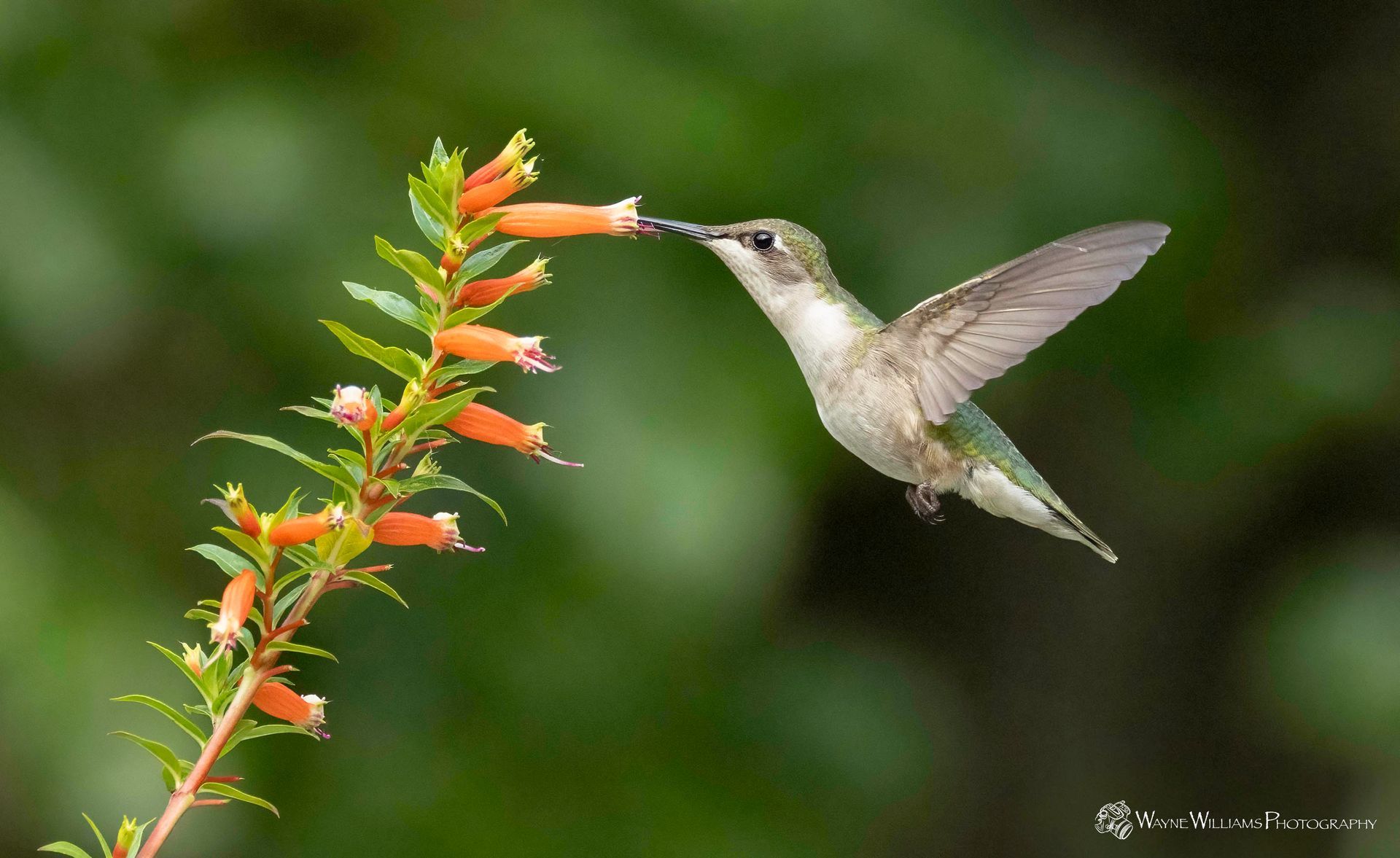A hummingbird is flying towards a flower with its beak open.