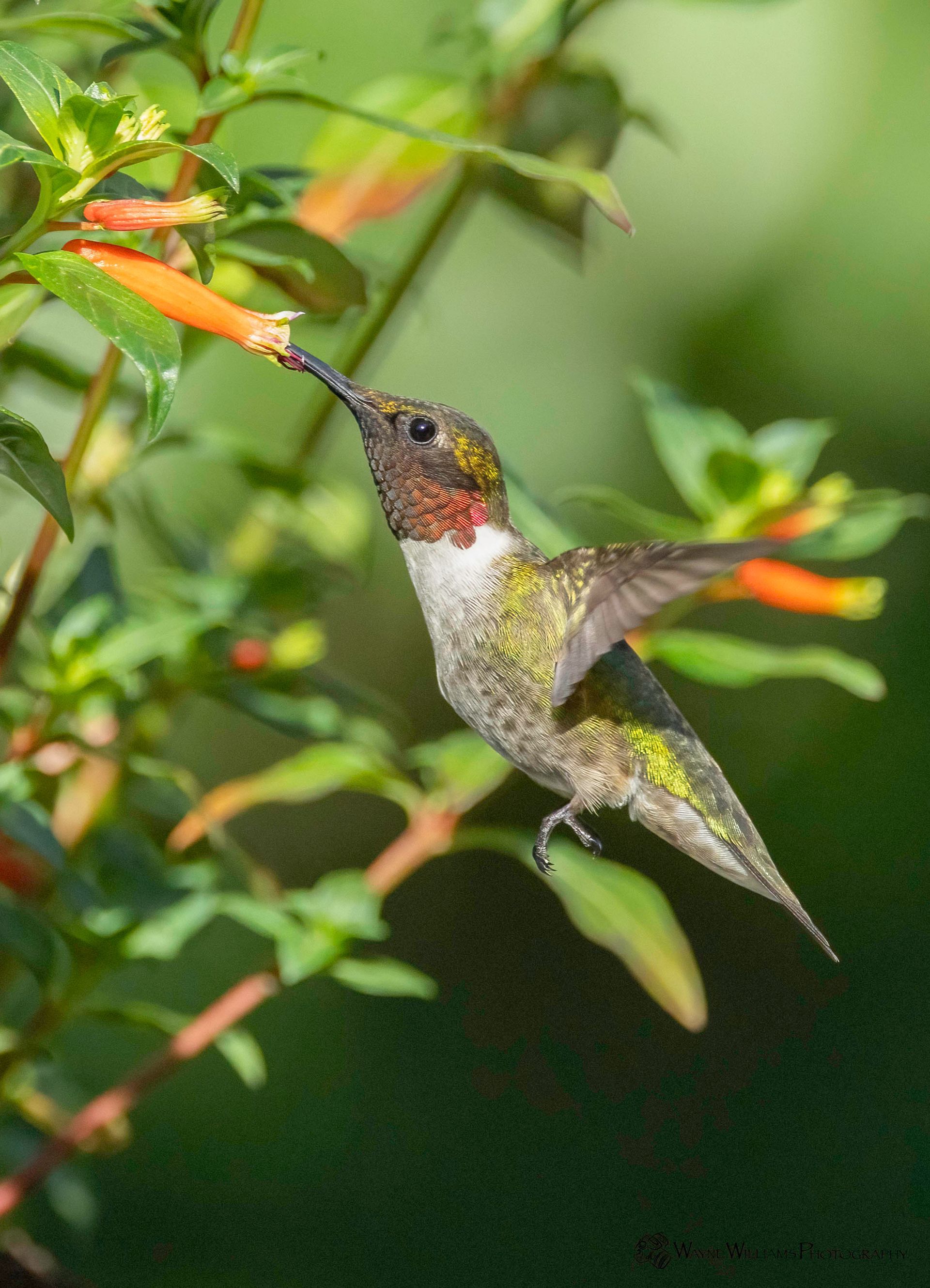 A hummingbird is perched on a branch with a flower in its beak.