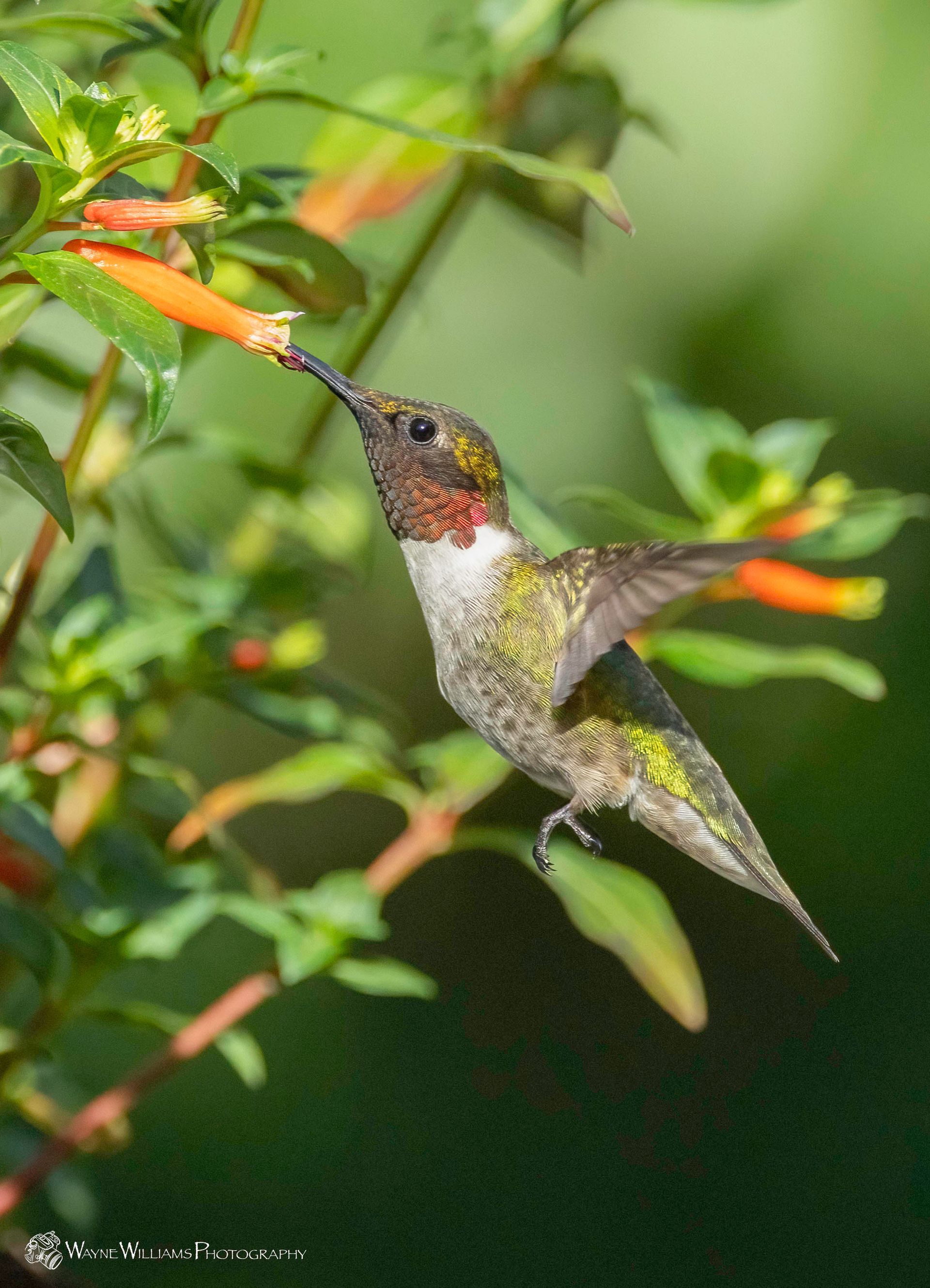 A hummingbird is perched on a plant with a flower in its beak.