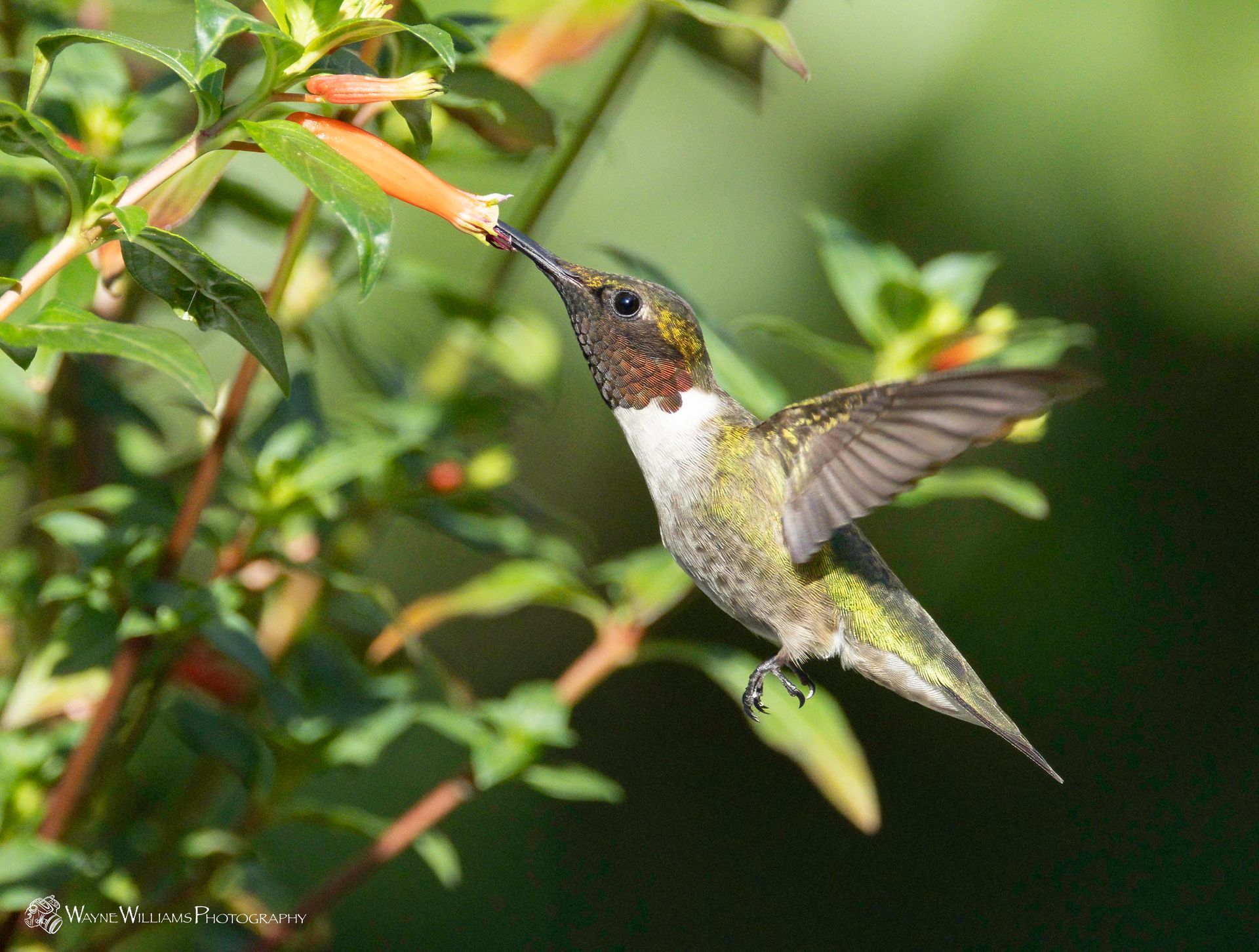 A hummingbird is eating a flower from a plant