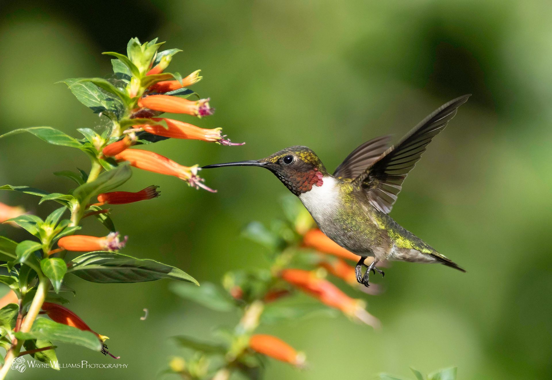 A hummingbird is flying over a plant with orange flowers.