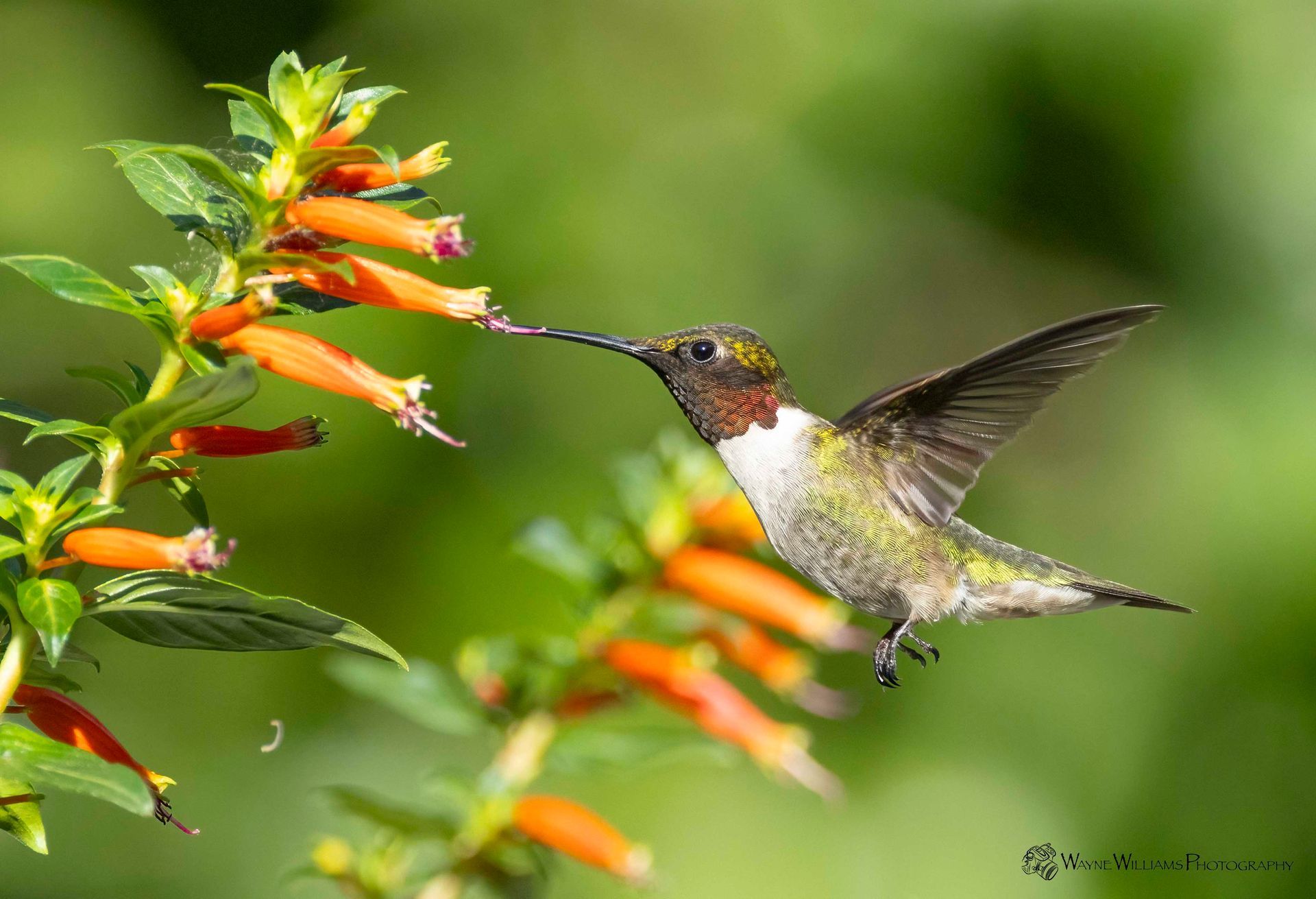 A hummingbird is flying near a flower with a long beak.