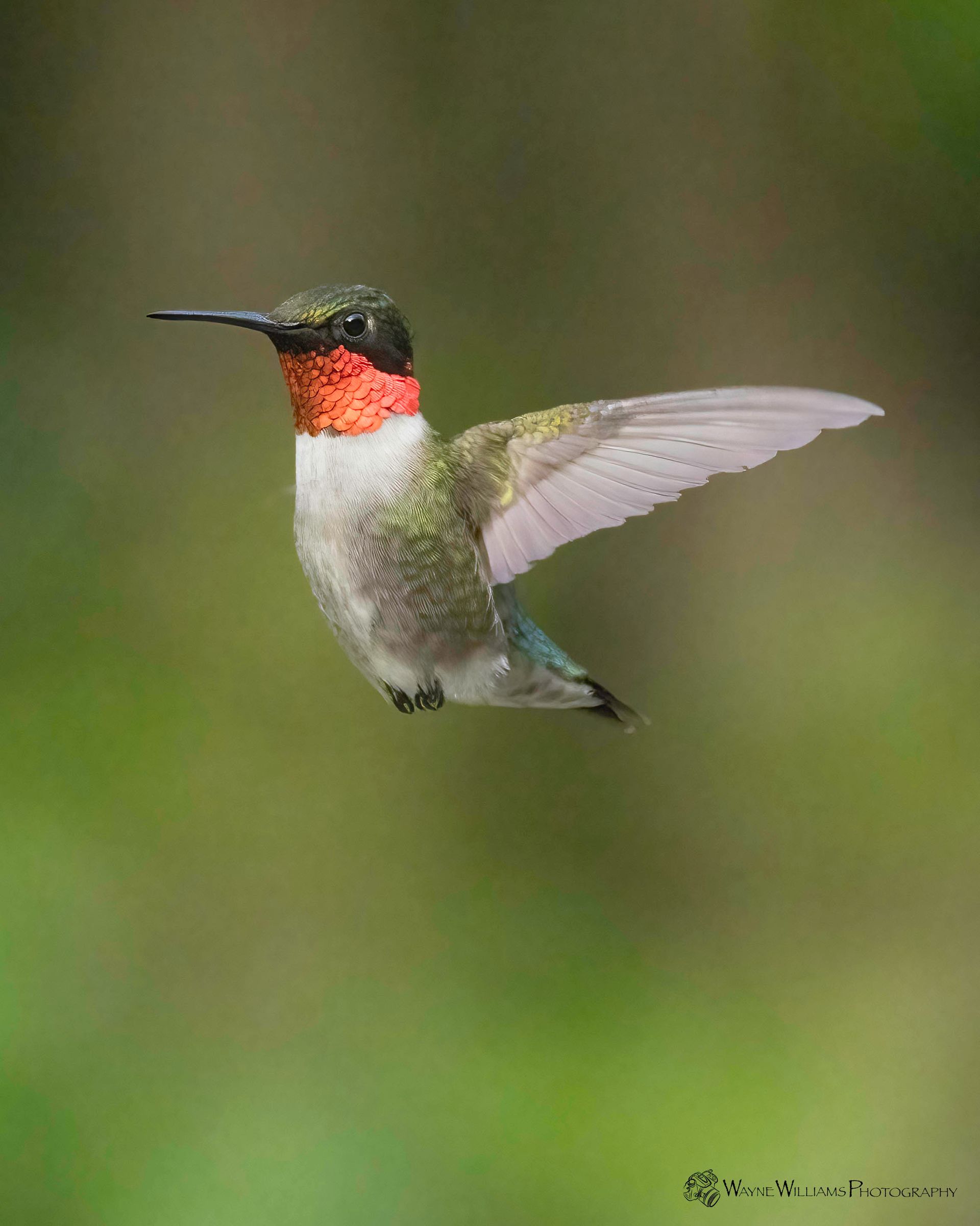 A hummingbird is flying in the air with its wings spread.