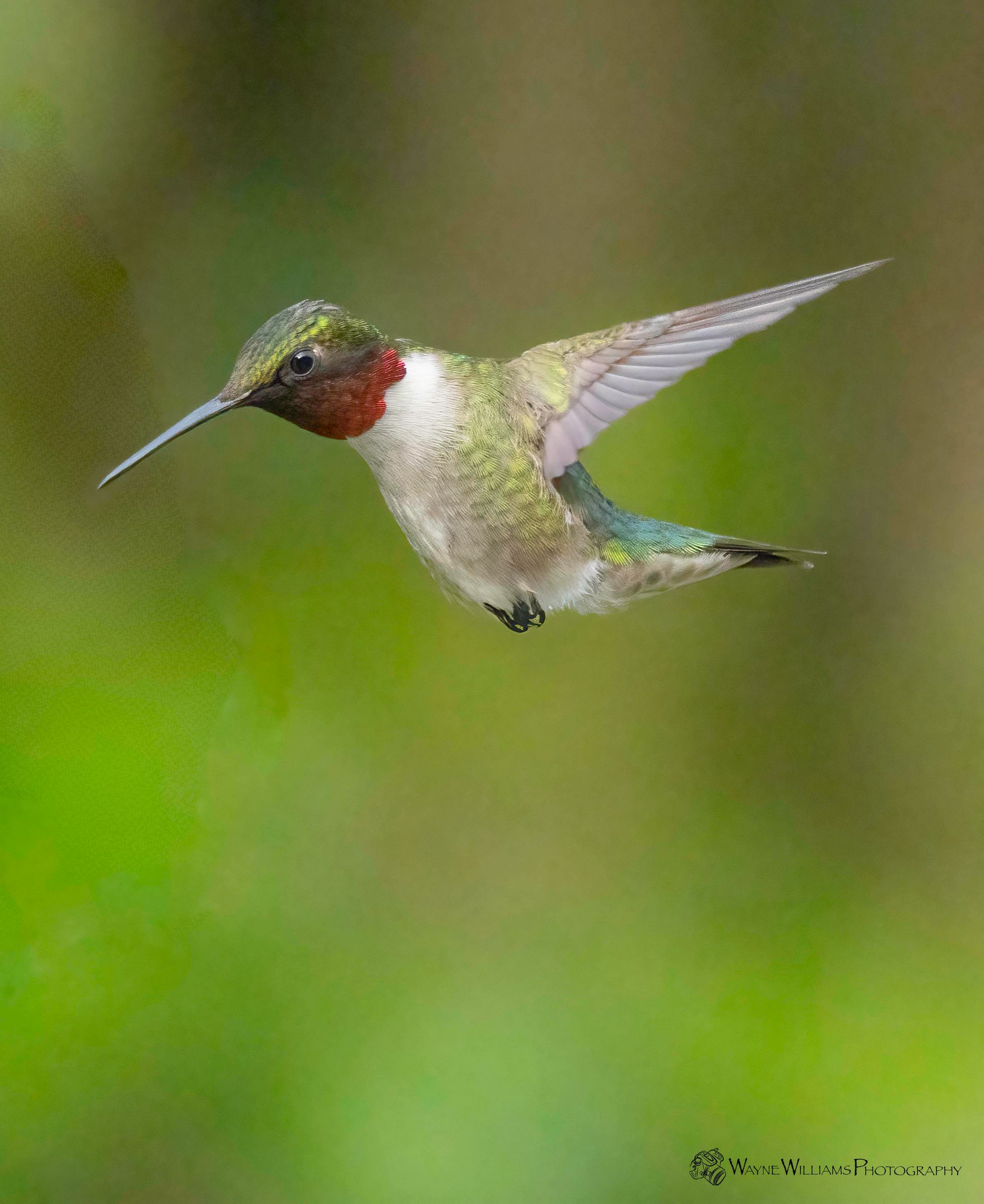 A hummingbird is flying in the air with a green background.