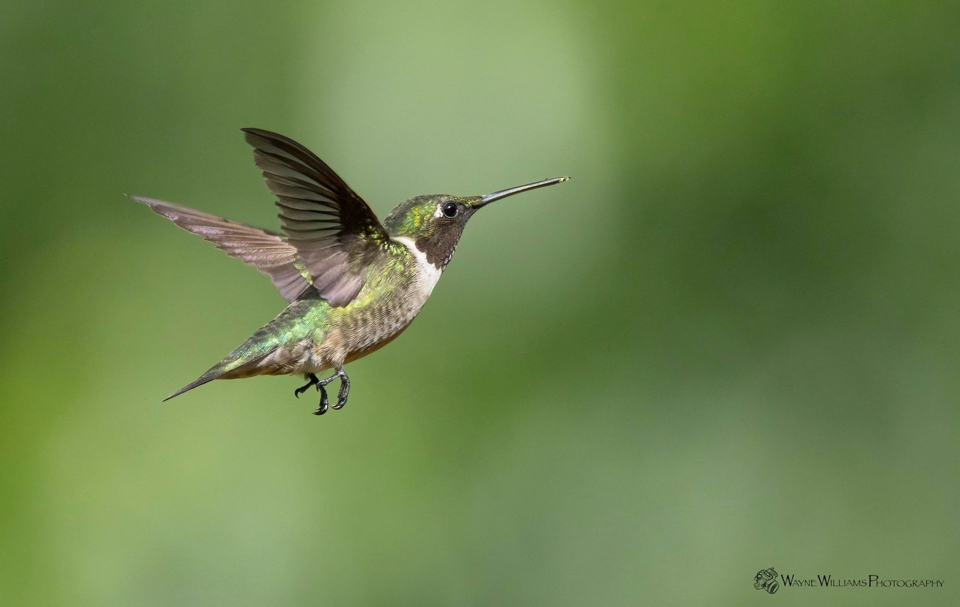 A hummingbird is flying in the air with its wings spread.