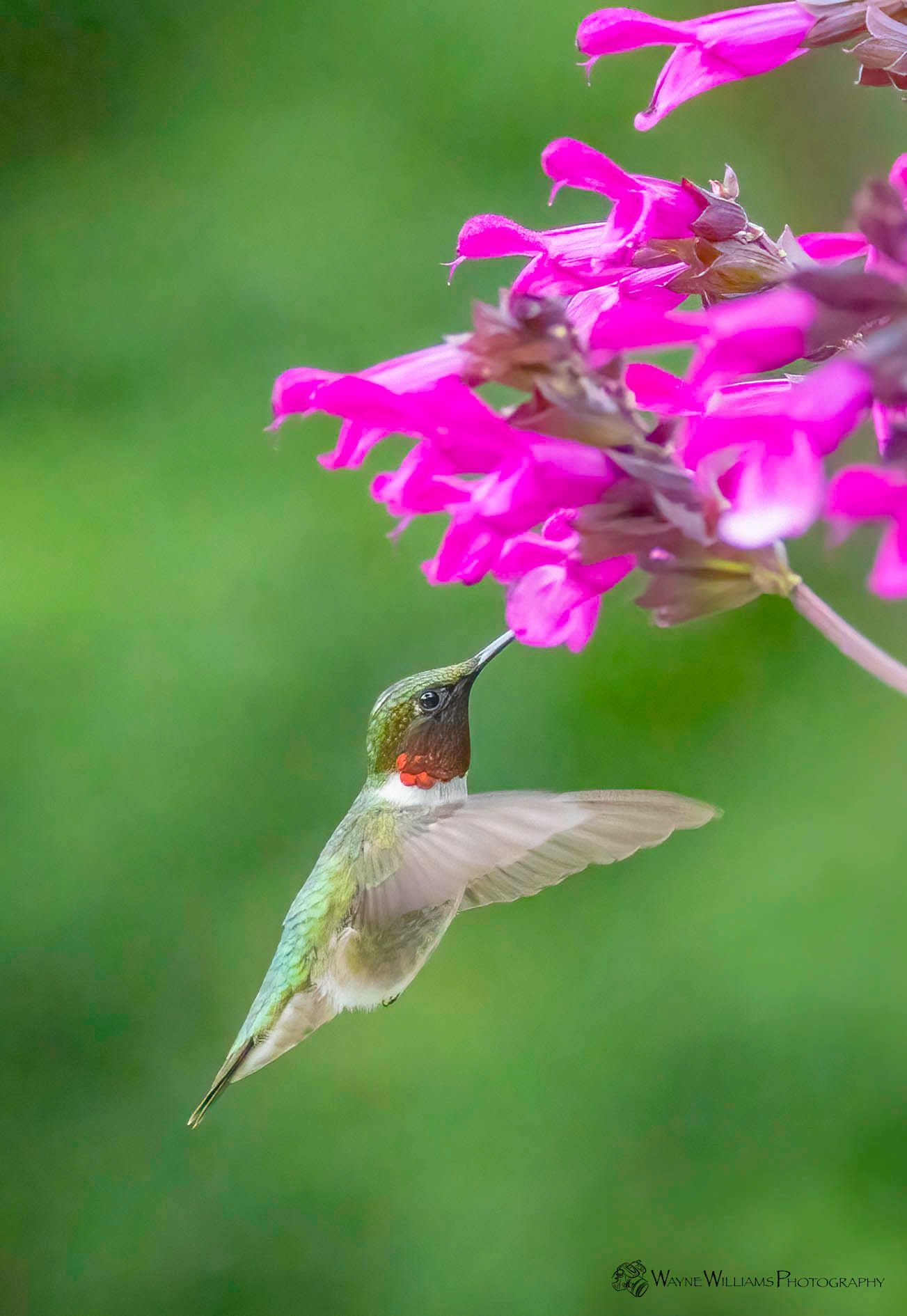A hummingbird is perched on a pink flower.