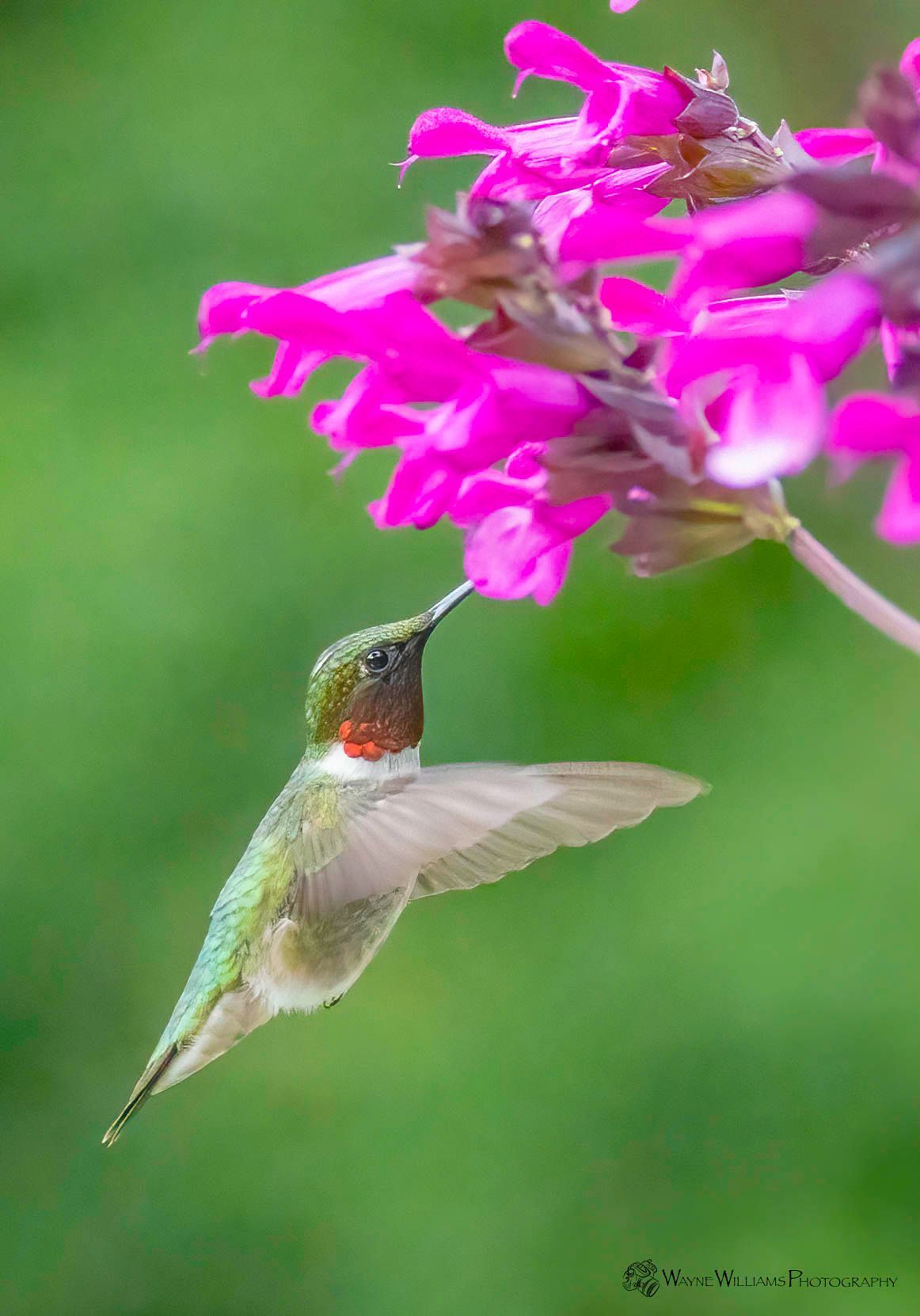 A hummingbird is perched on a pink flower.