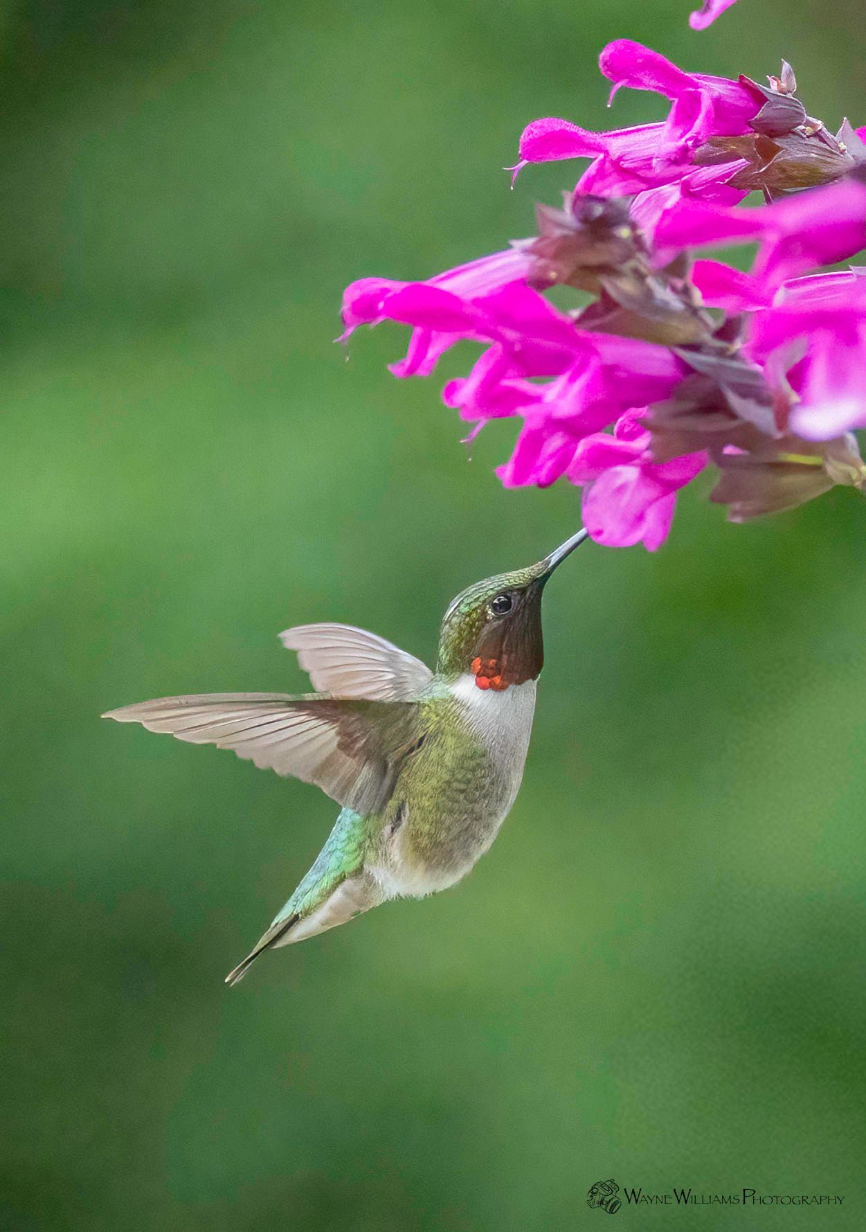 A hummingbird is perched on a pink flower.