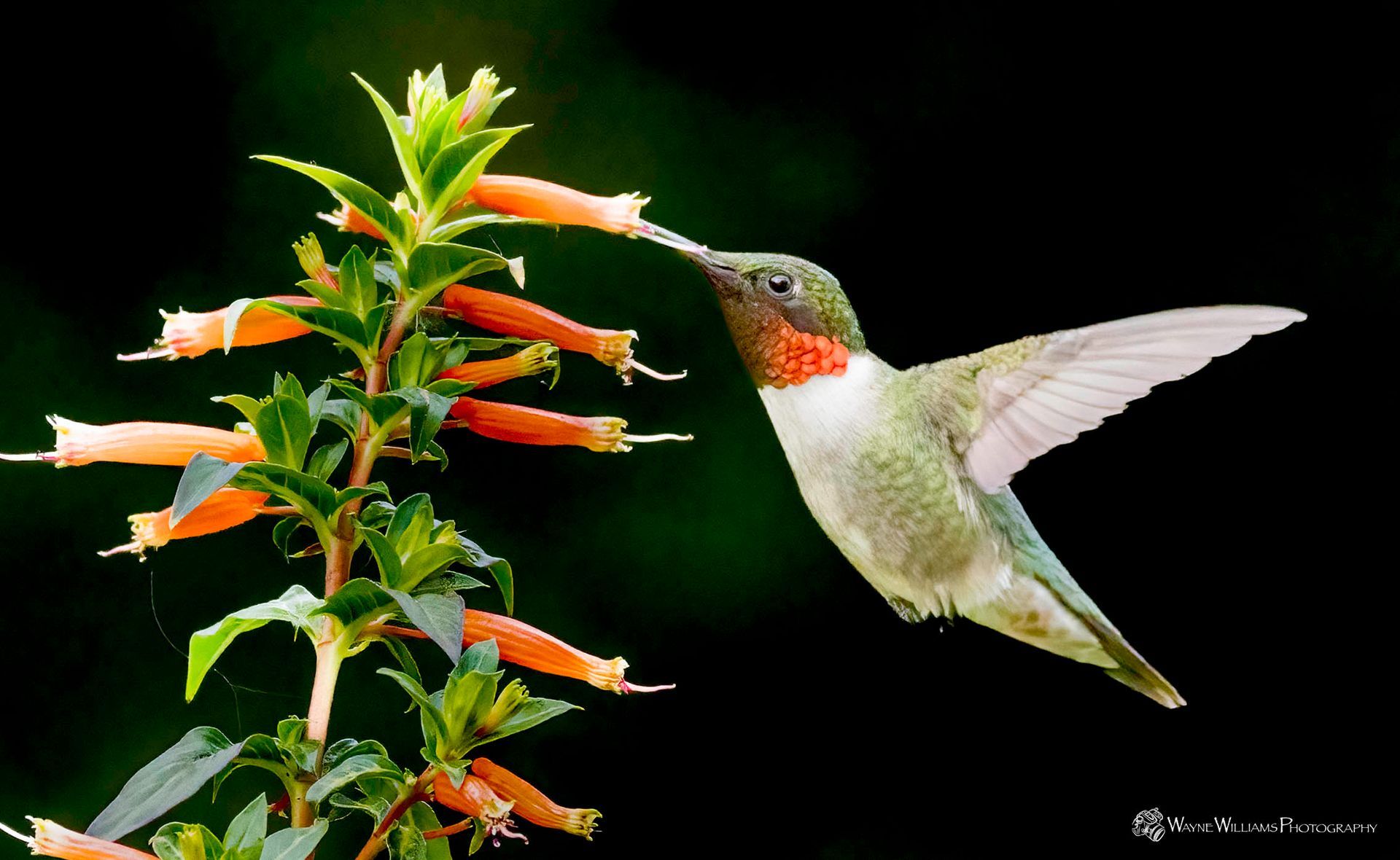 A hummingbird is perched on a flower with its beak open
