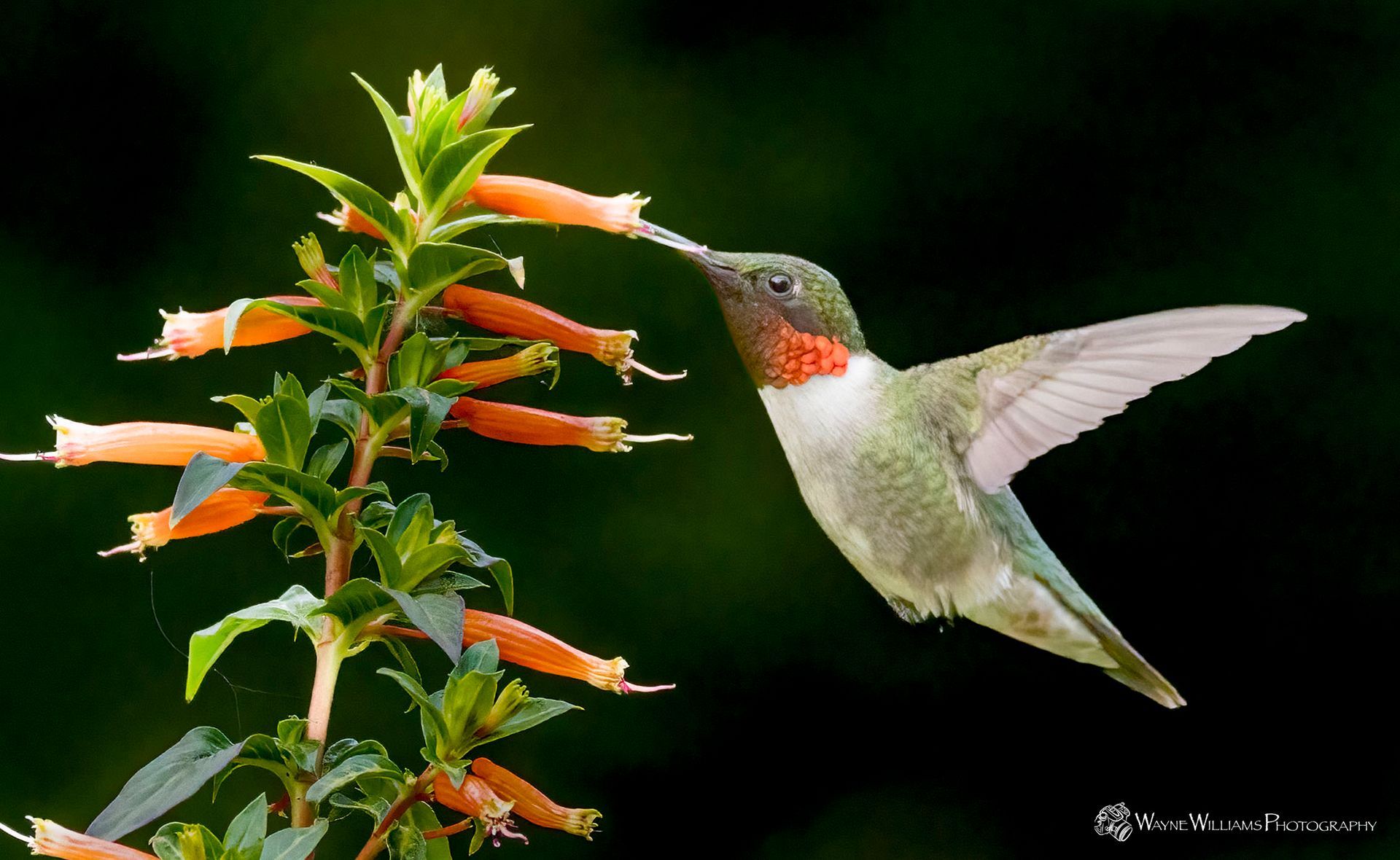 A hummingbird perched on a flower with its beak open