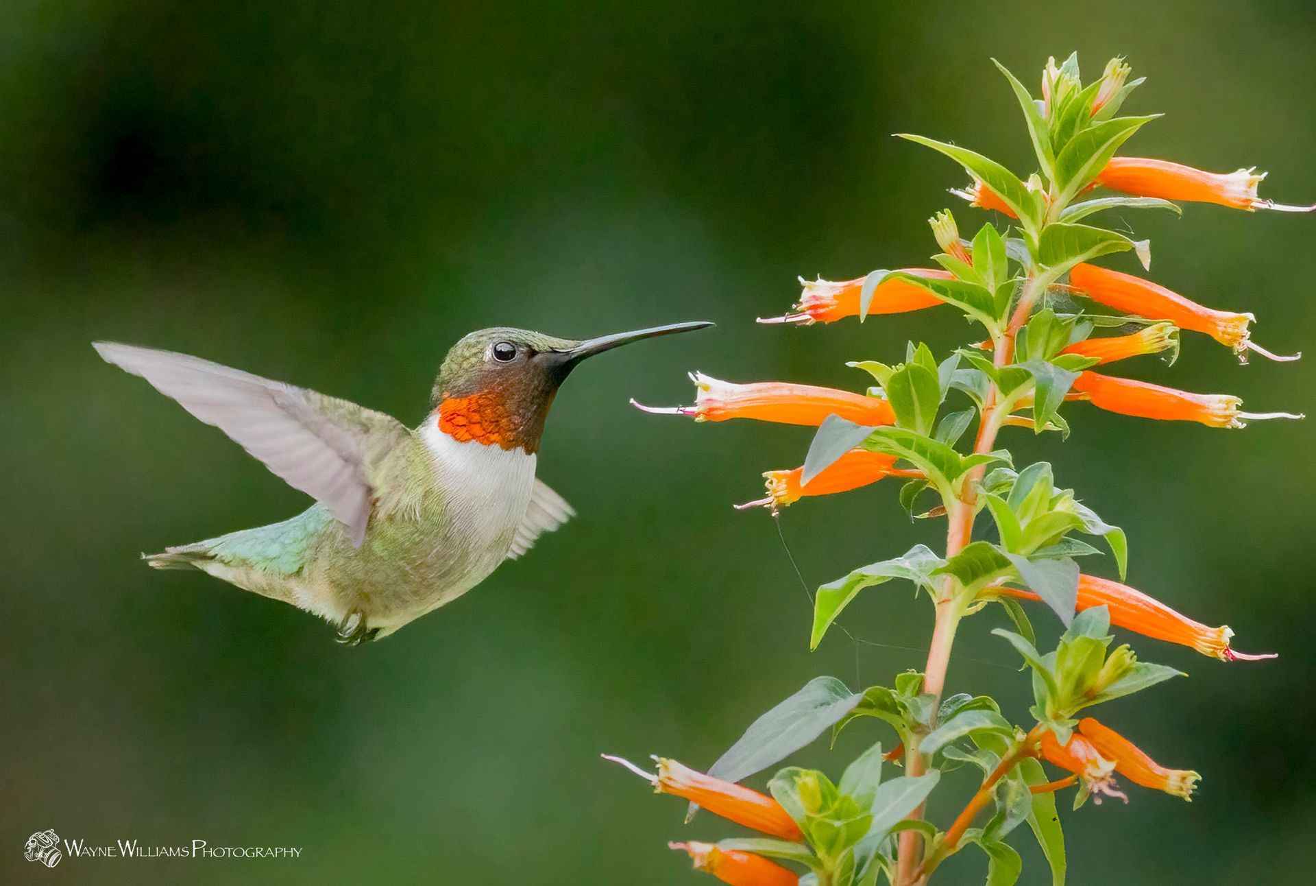 A hummingbird is flying near a plant with orange flowers