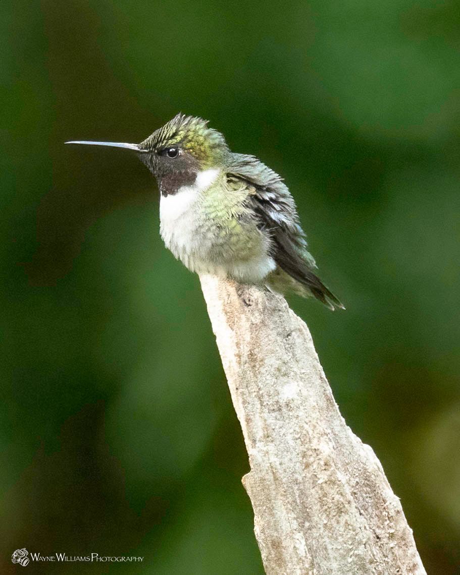 A hummingbird perched on a branch with a green background