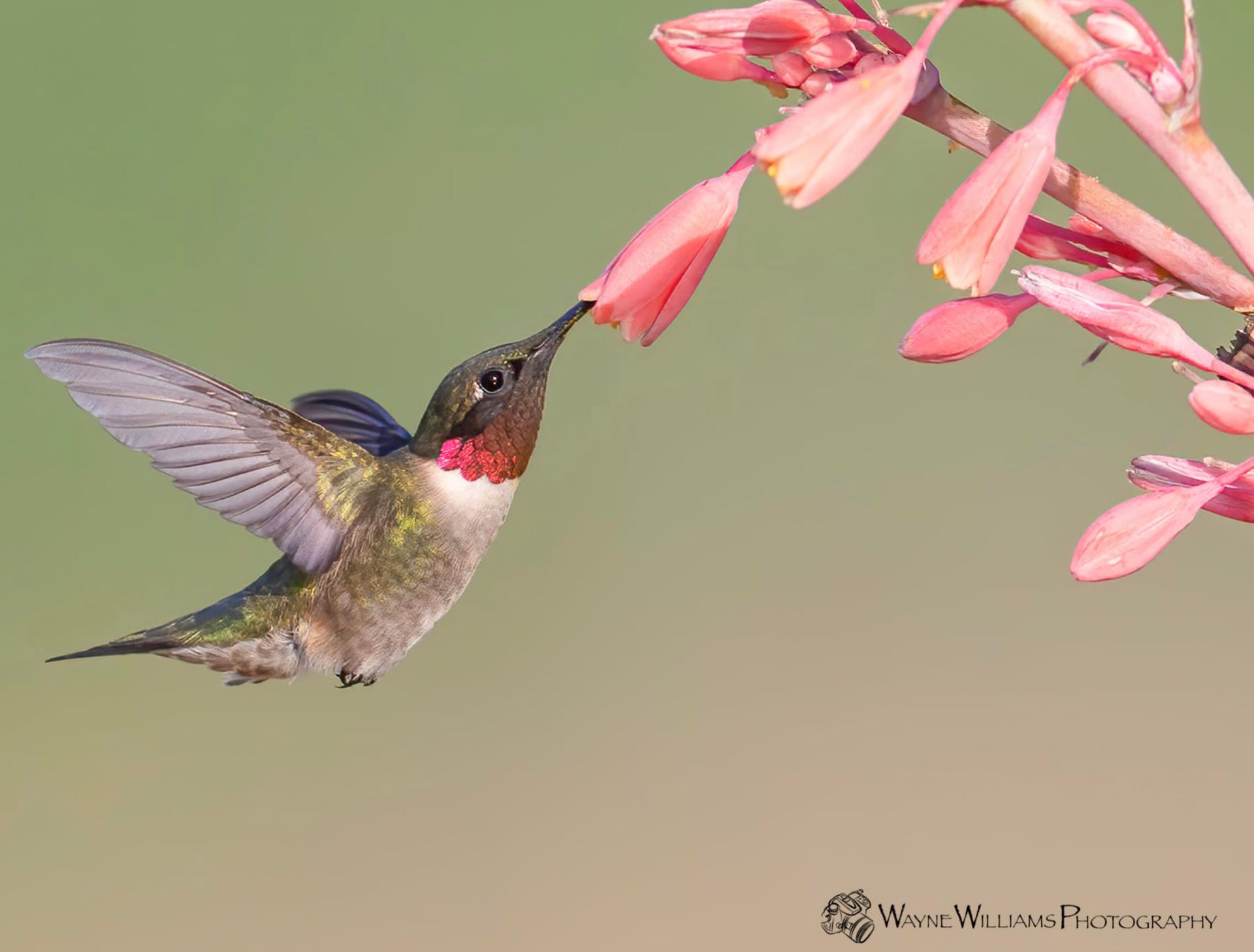 A hummingbird is flying near some pink flowers