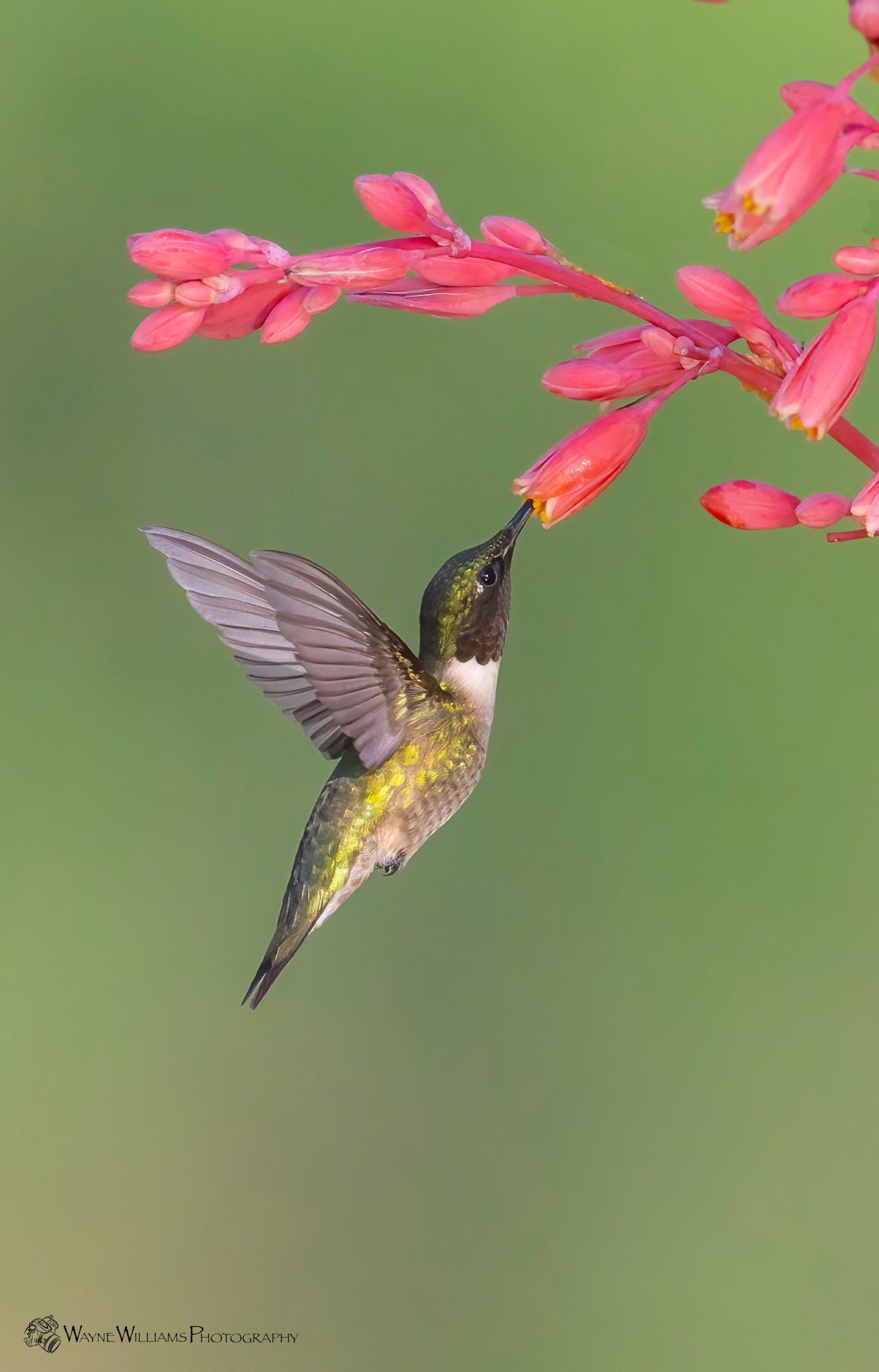 A hummingbird is perched on a pink flower.
