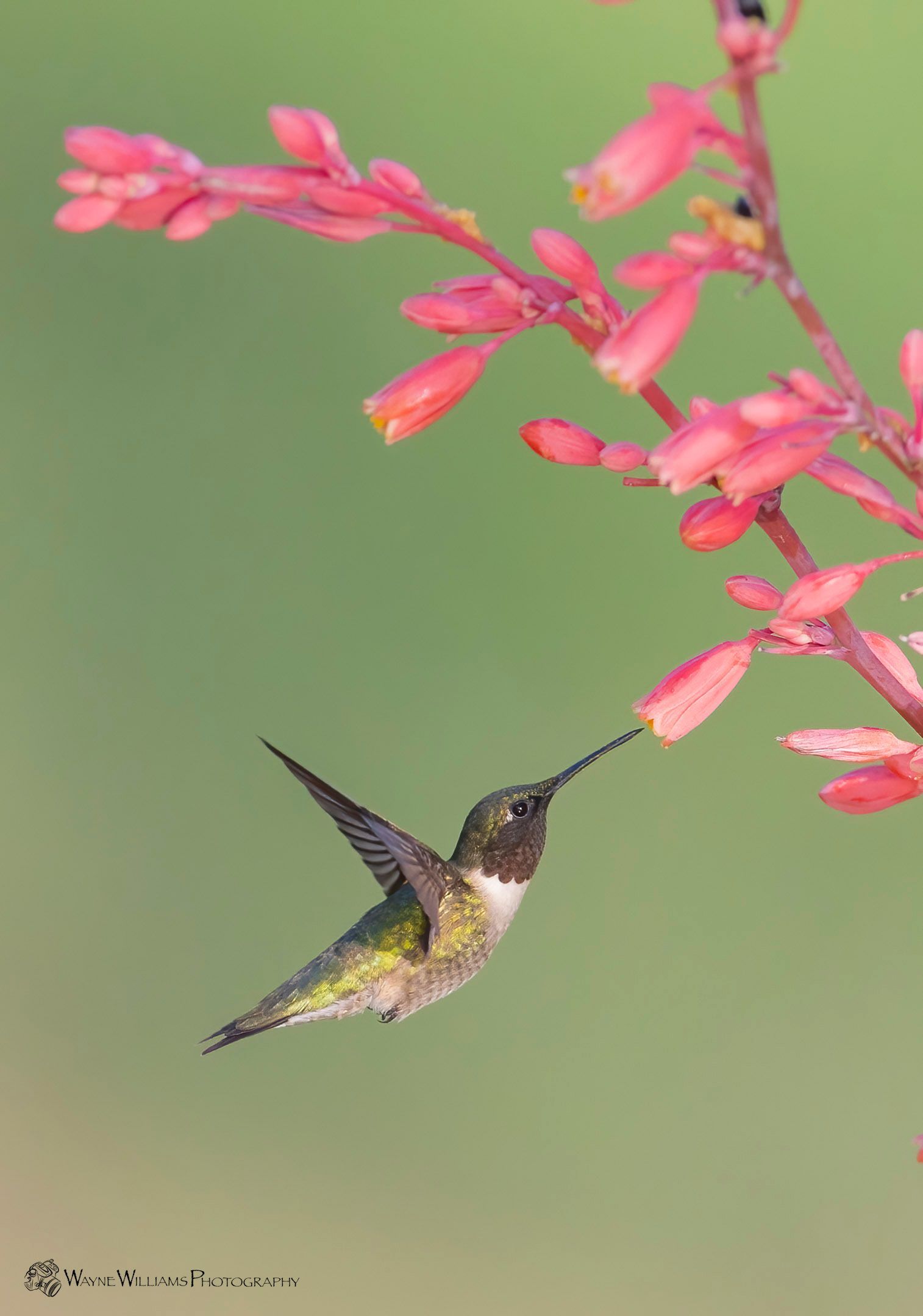 A hummingbird is perched on a pink flower