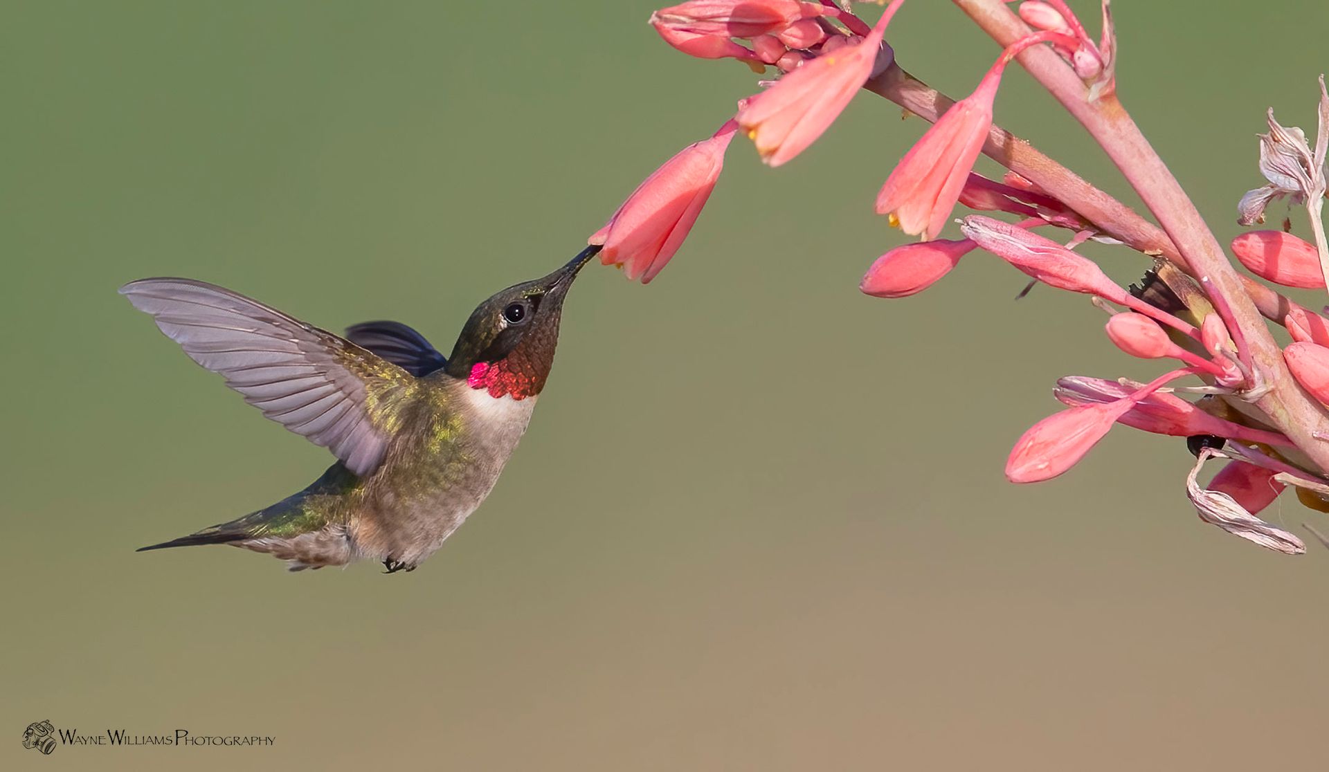 A hummingbird is perched on a flower branch.