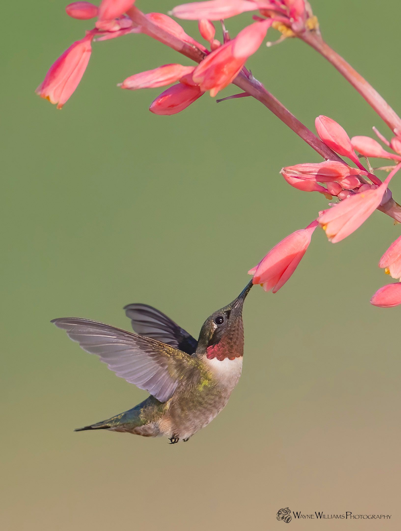 A hummingbird is drinking nectar from a pink flower.