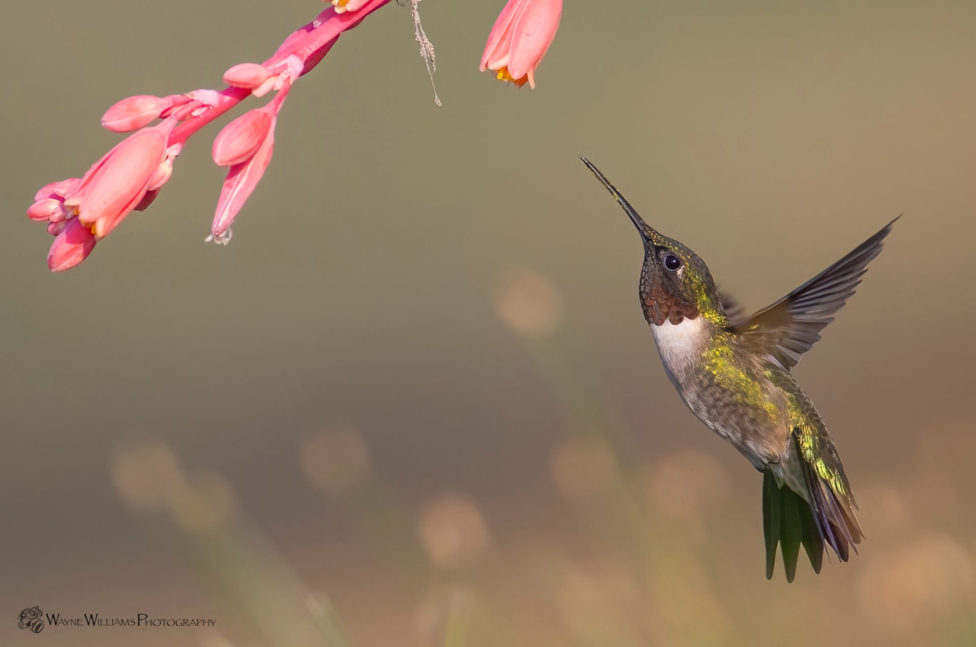 A hummingbird is flying towards a pink flower.