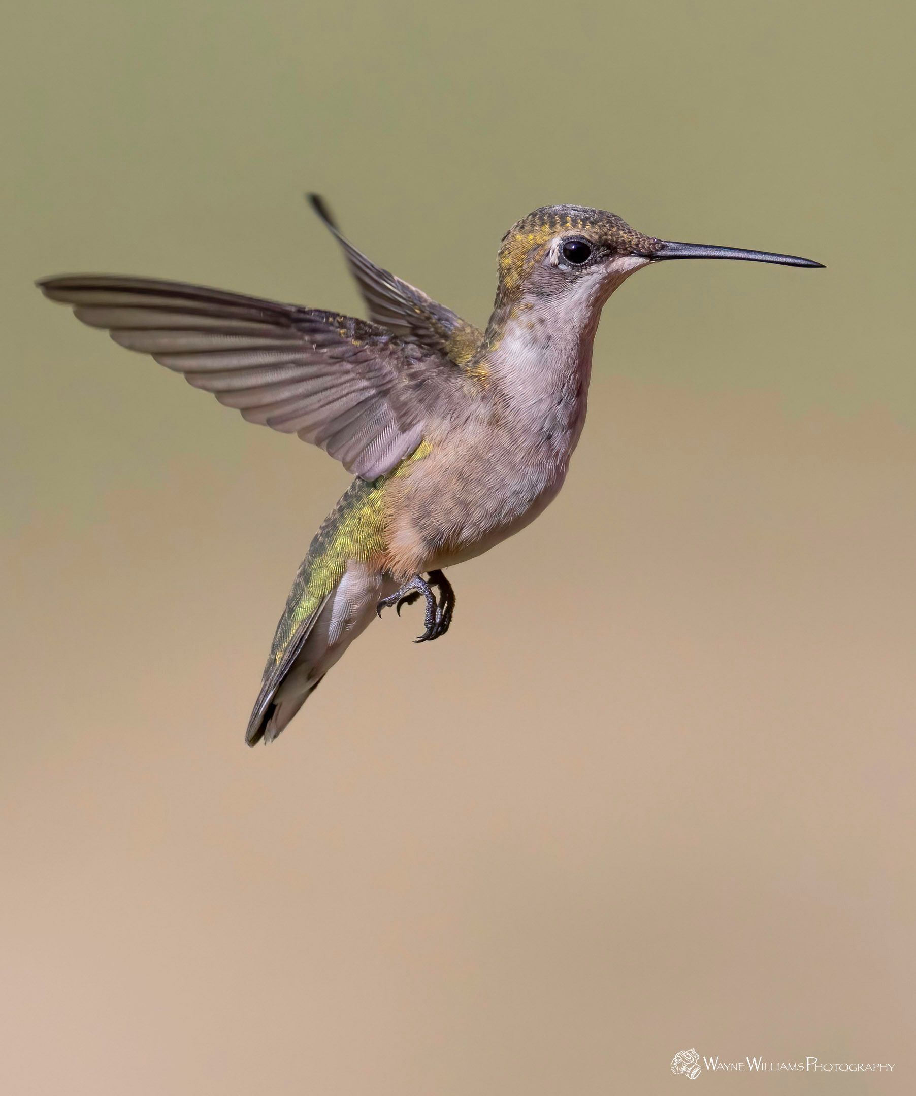 A hummingbird with a long beak is flying in the air