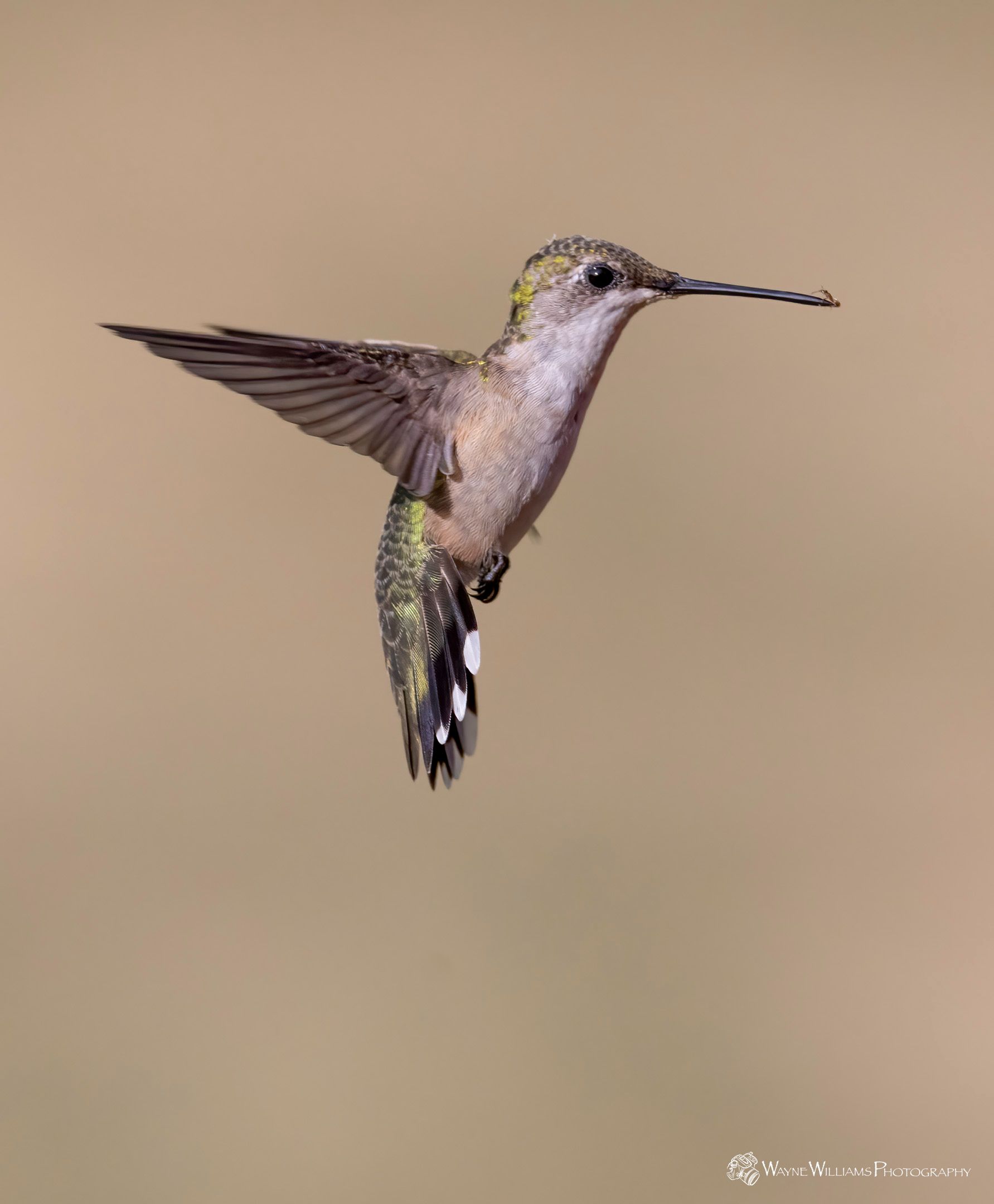 A hummingbird with a long beak is flying in the air.