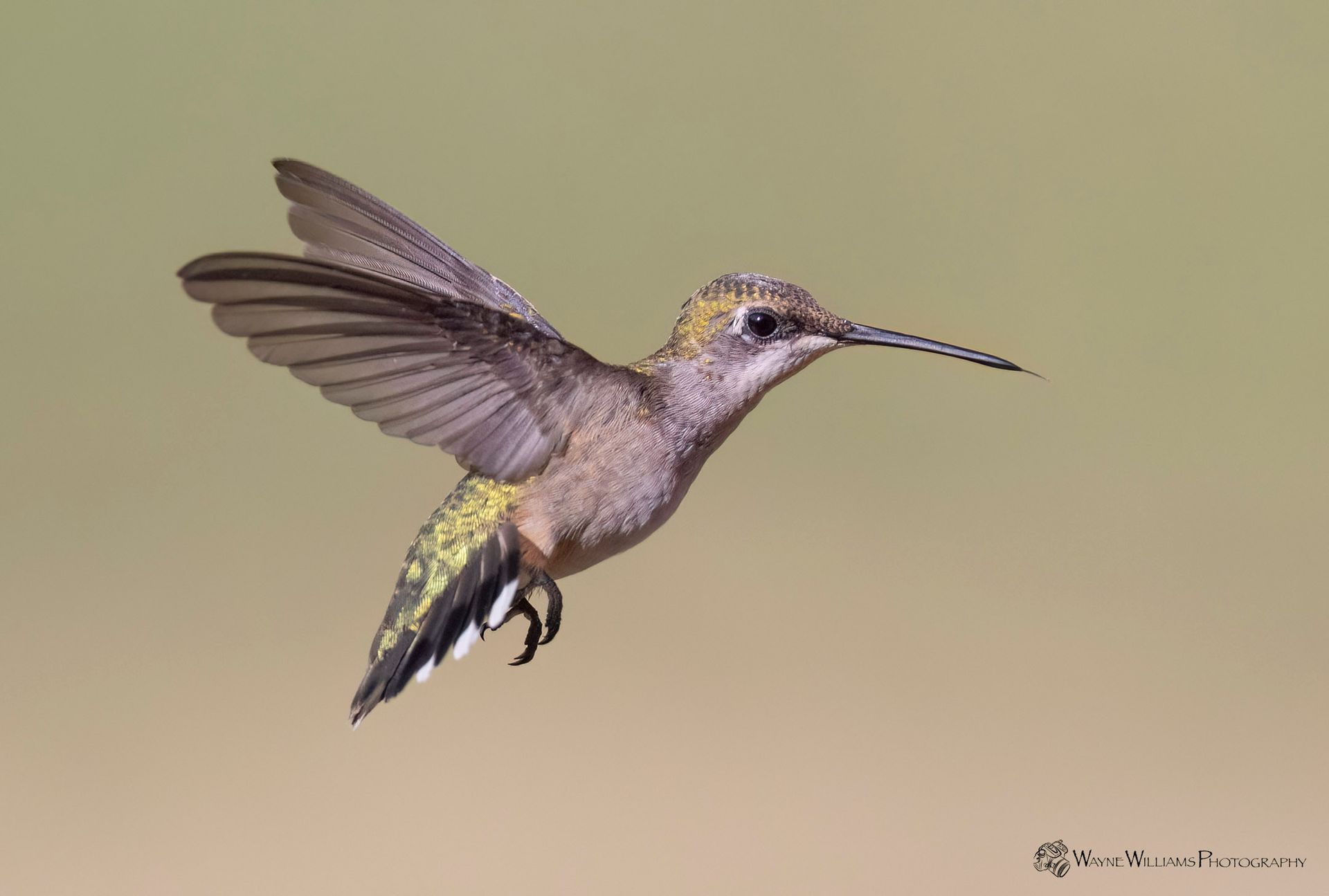A hummingbird is flying in the air with its wings spread.