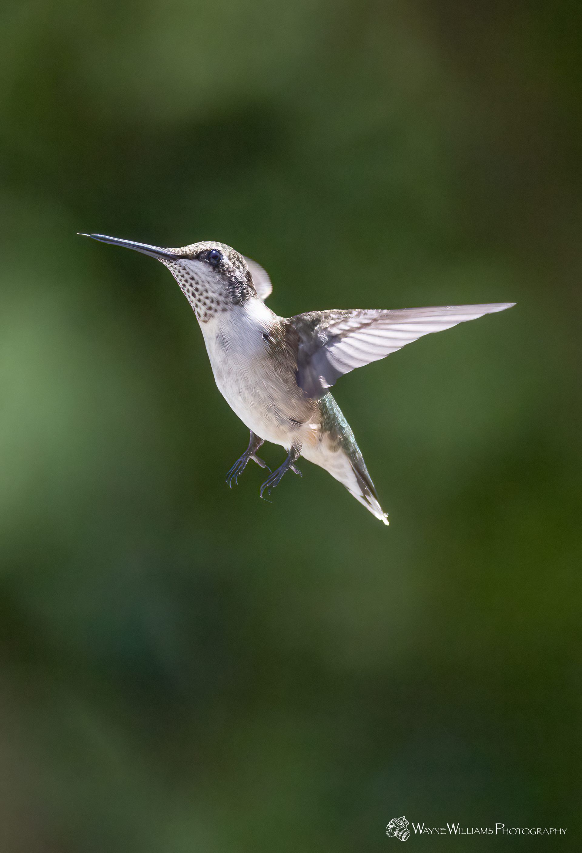 A hummingbird is flying in the air with its wings spread.
