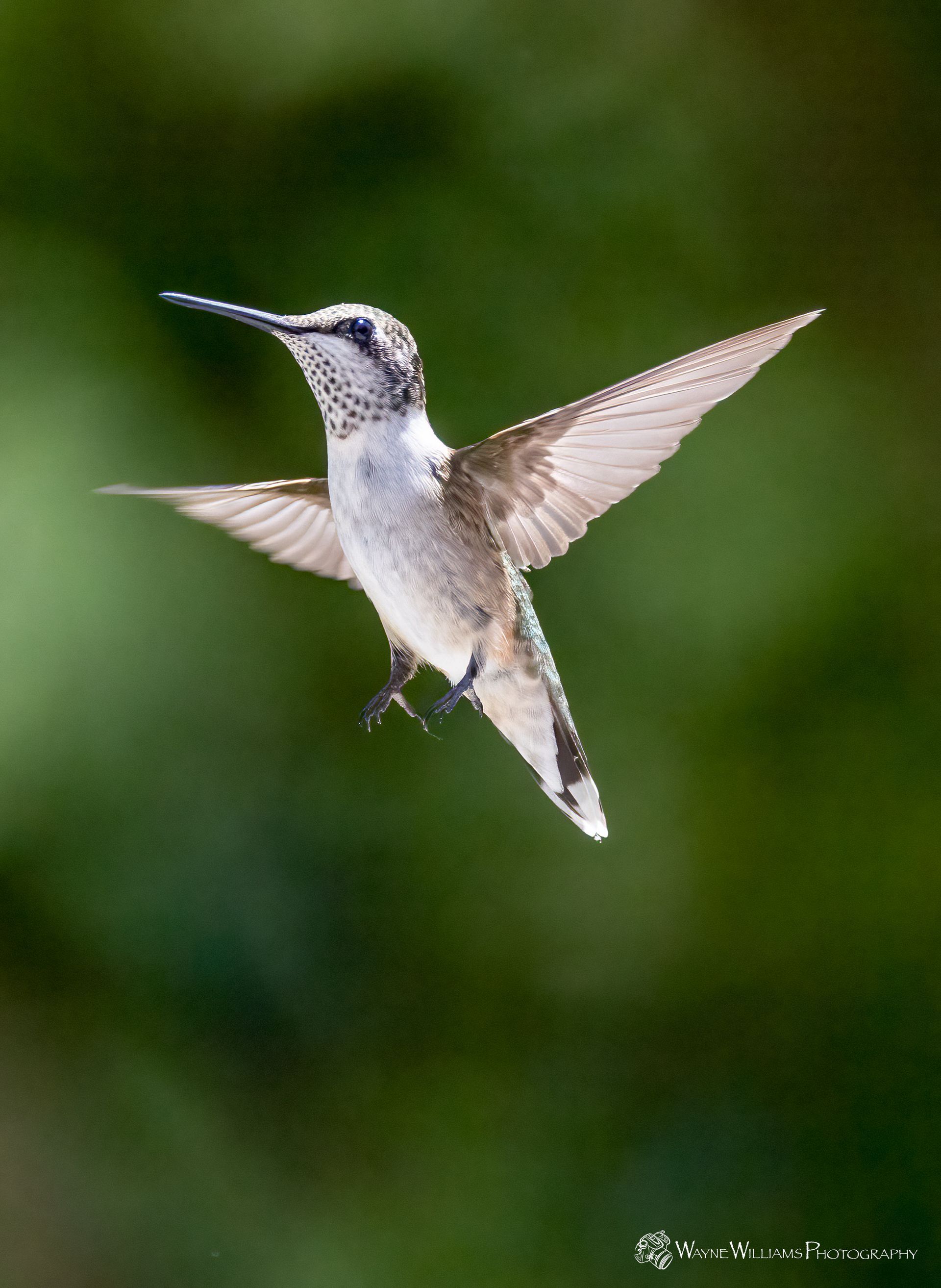 A hummingbird is flying in the air with its wings spread.