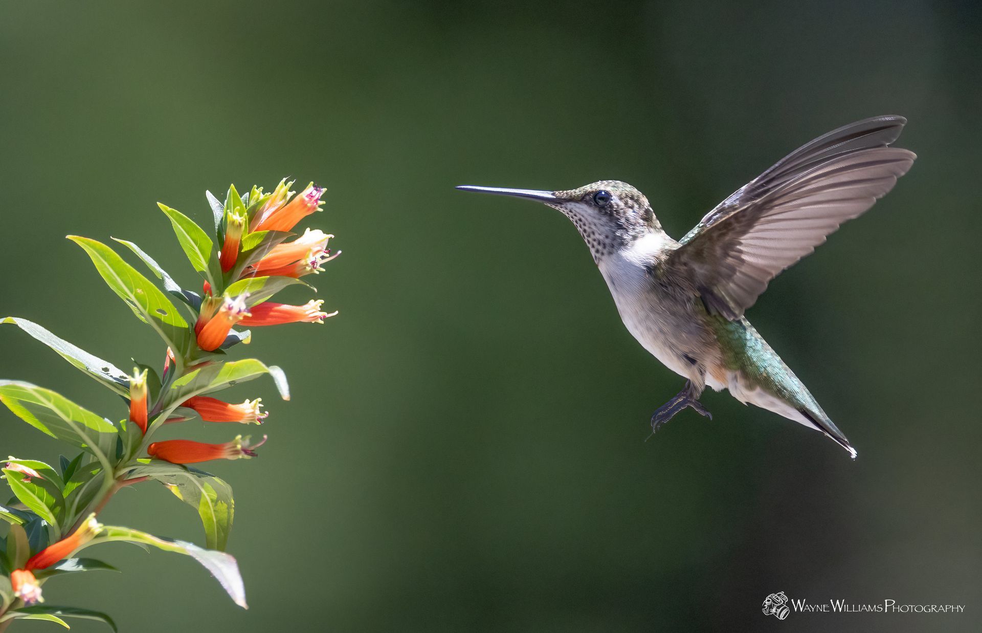 A hummingbird is flying towards a flower.