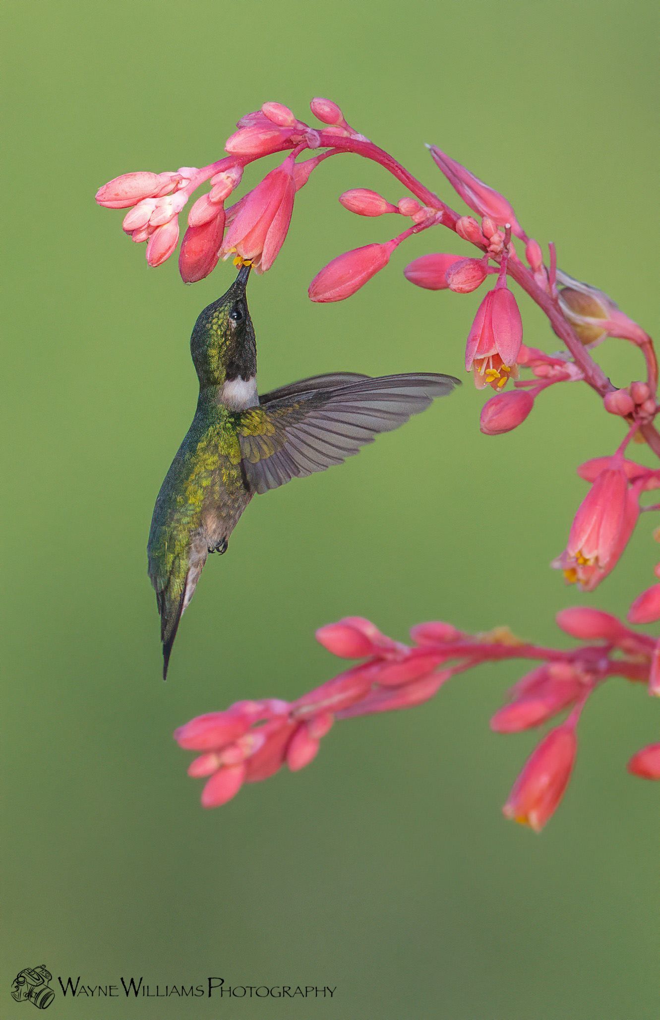 A hummingbird is perched on a pink flower