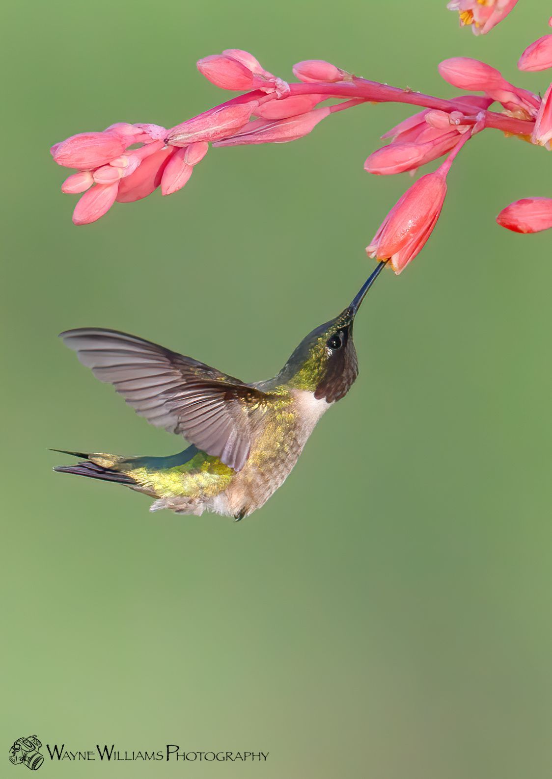 A hummingbird is drinking nectar from a pink flower.